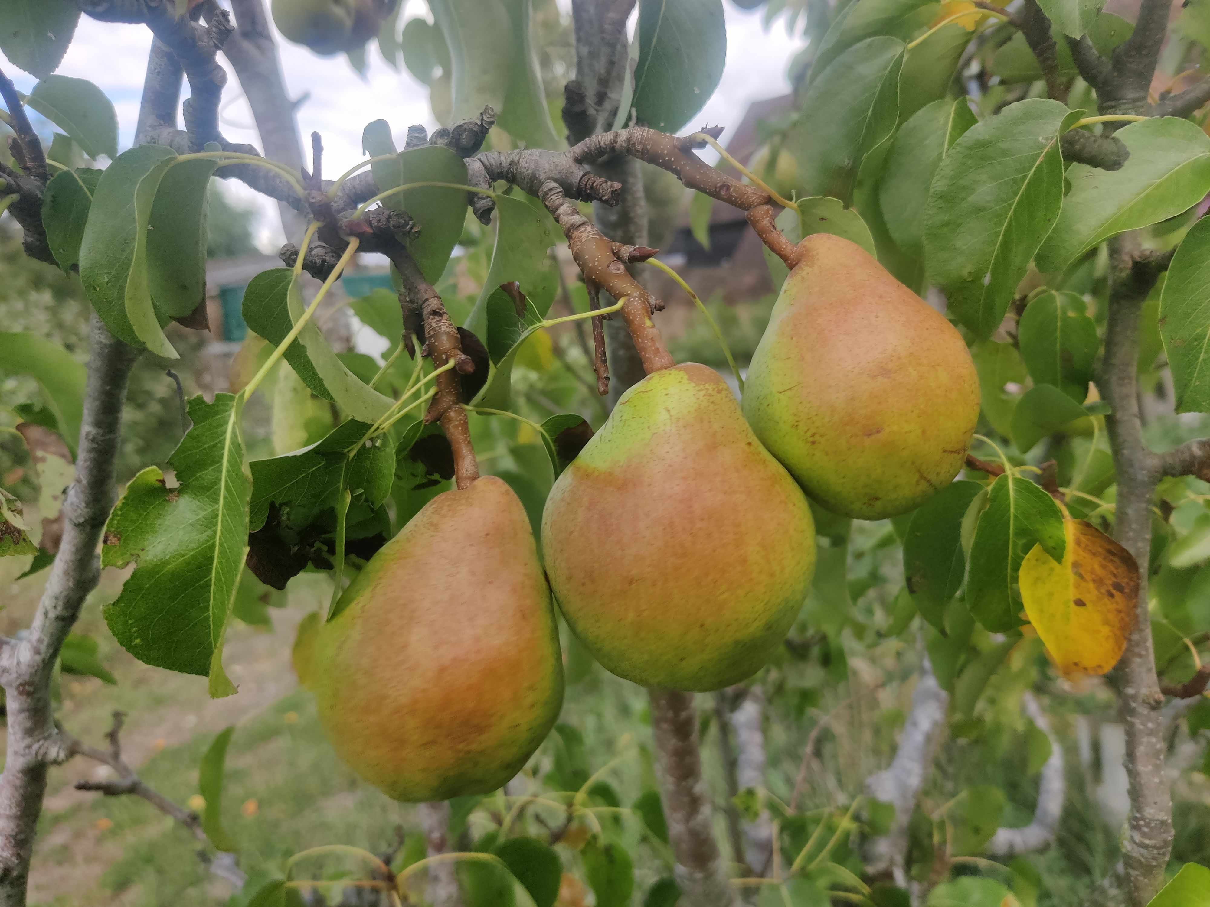 Image of Pears