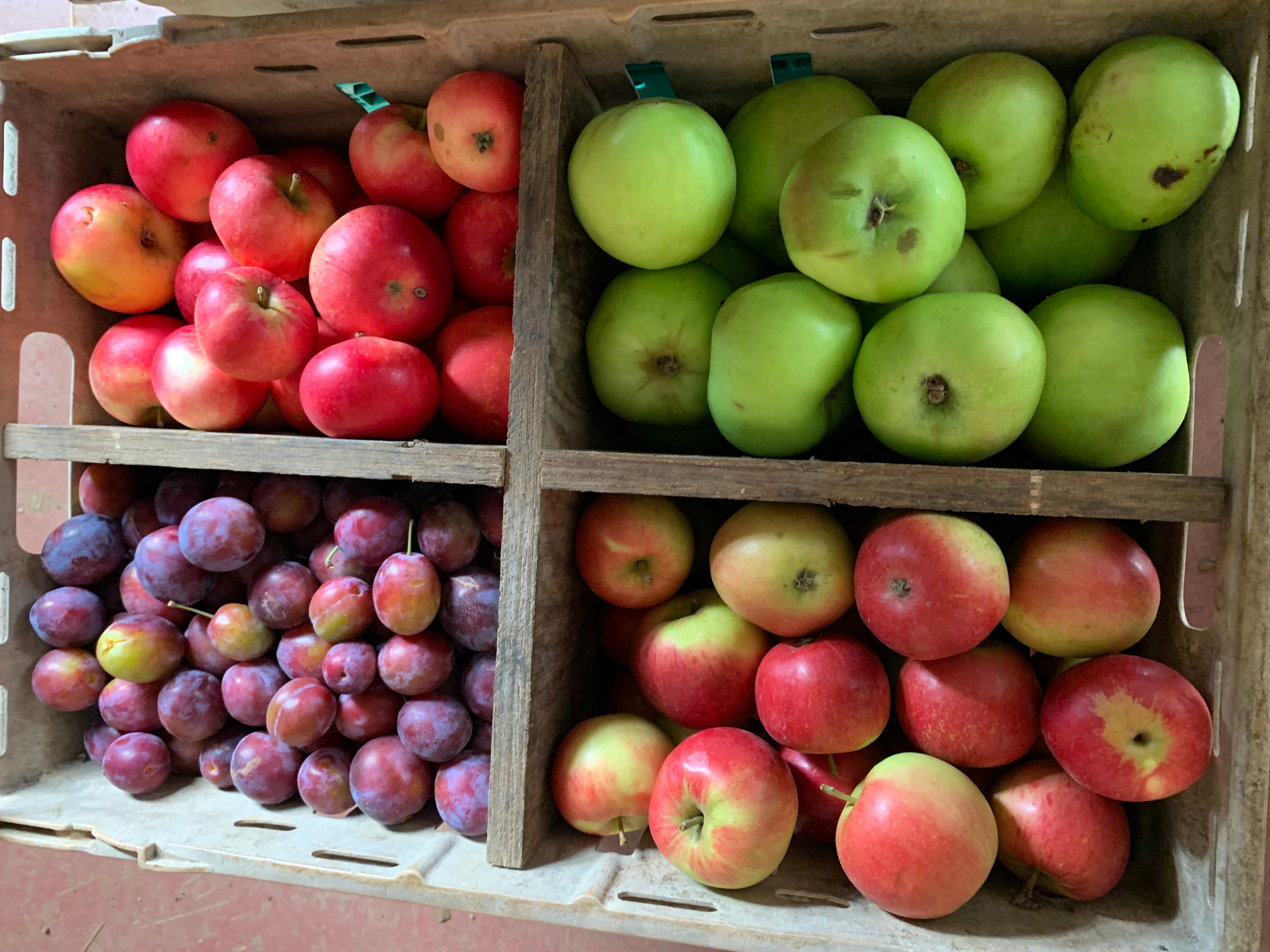 Image of Fruit
