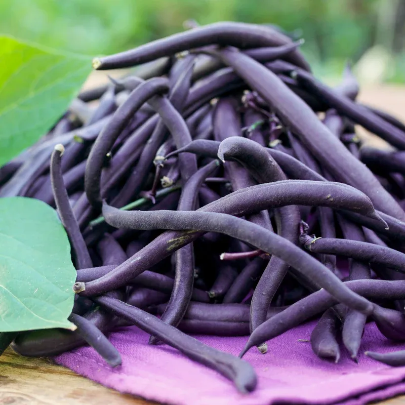 Image of Organic Purple French Beans