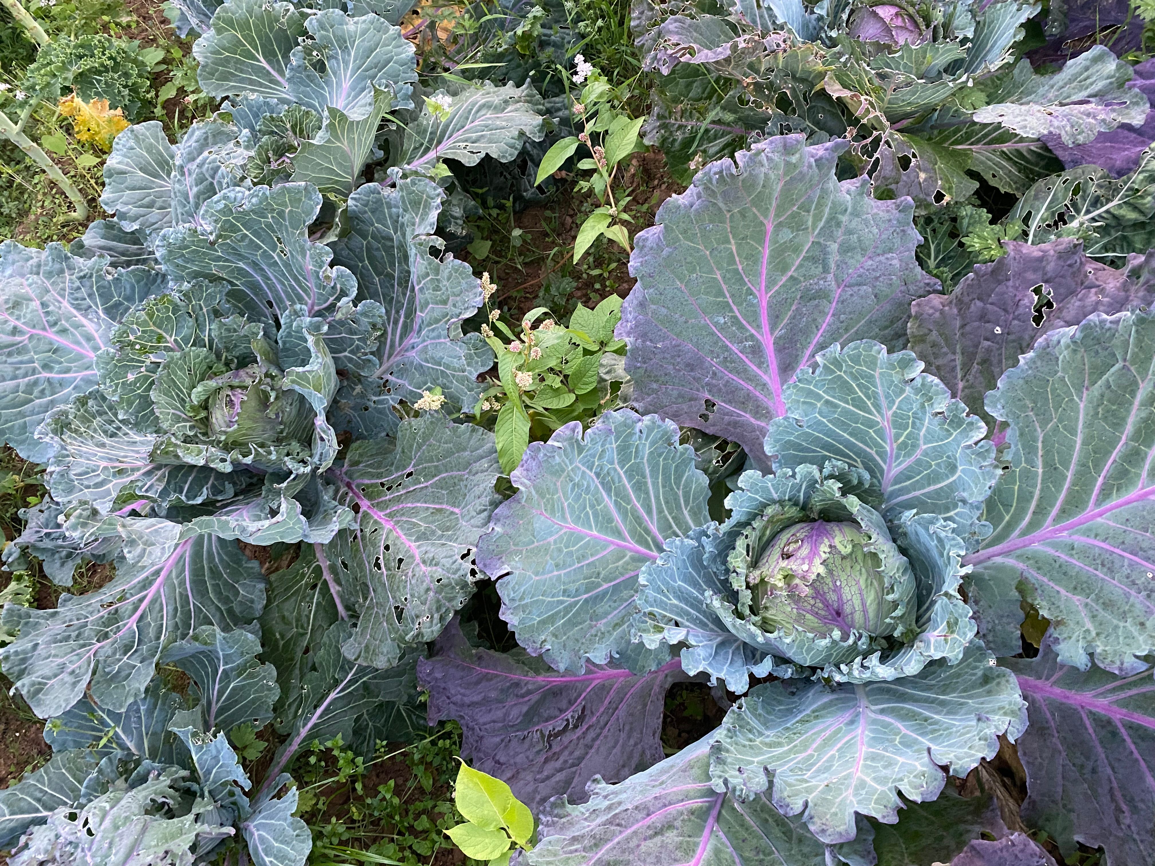 Image of Cabbage - January King