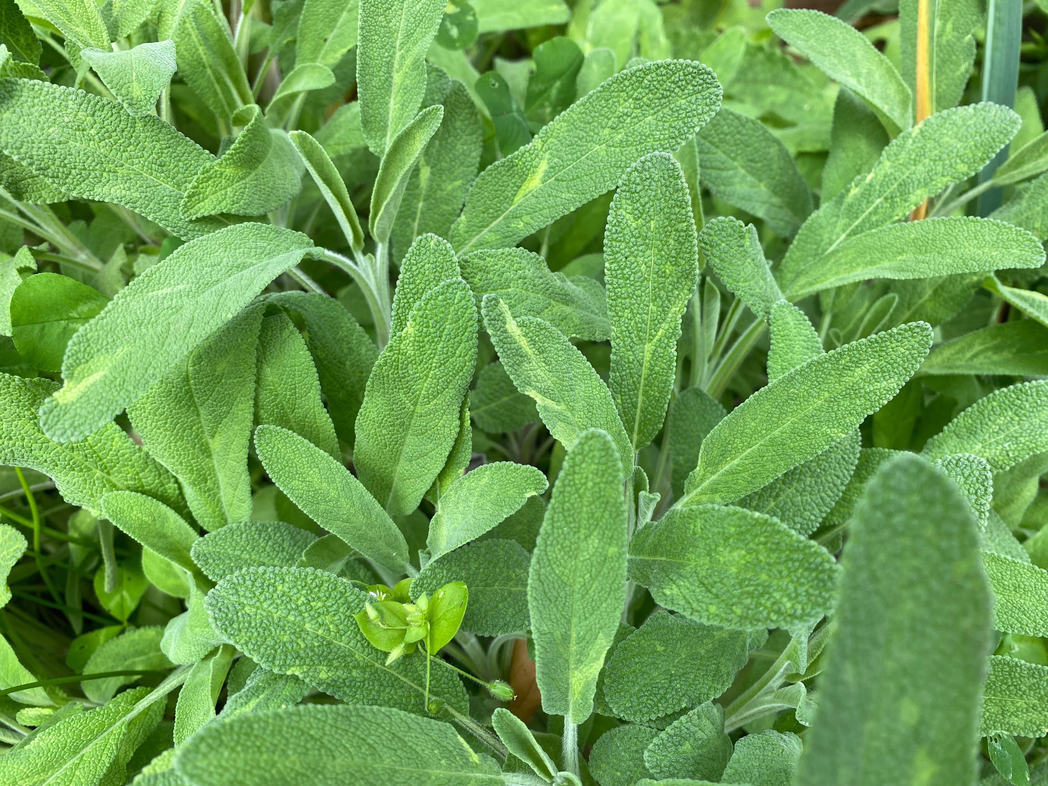 Image of Sage (20g)