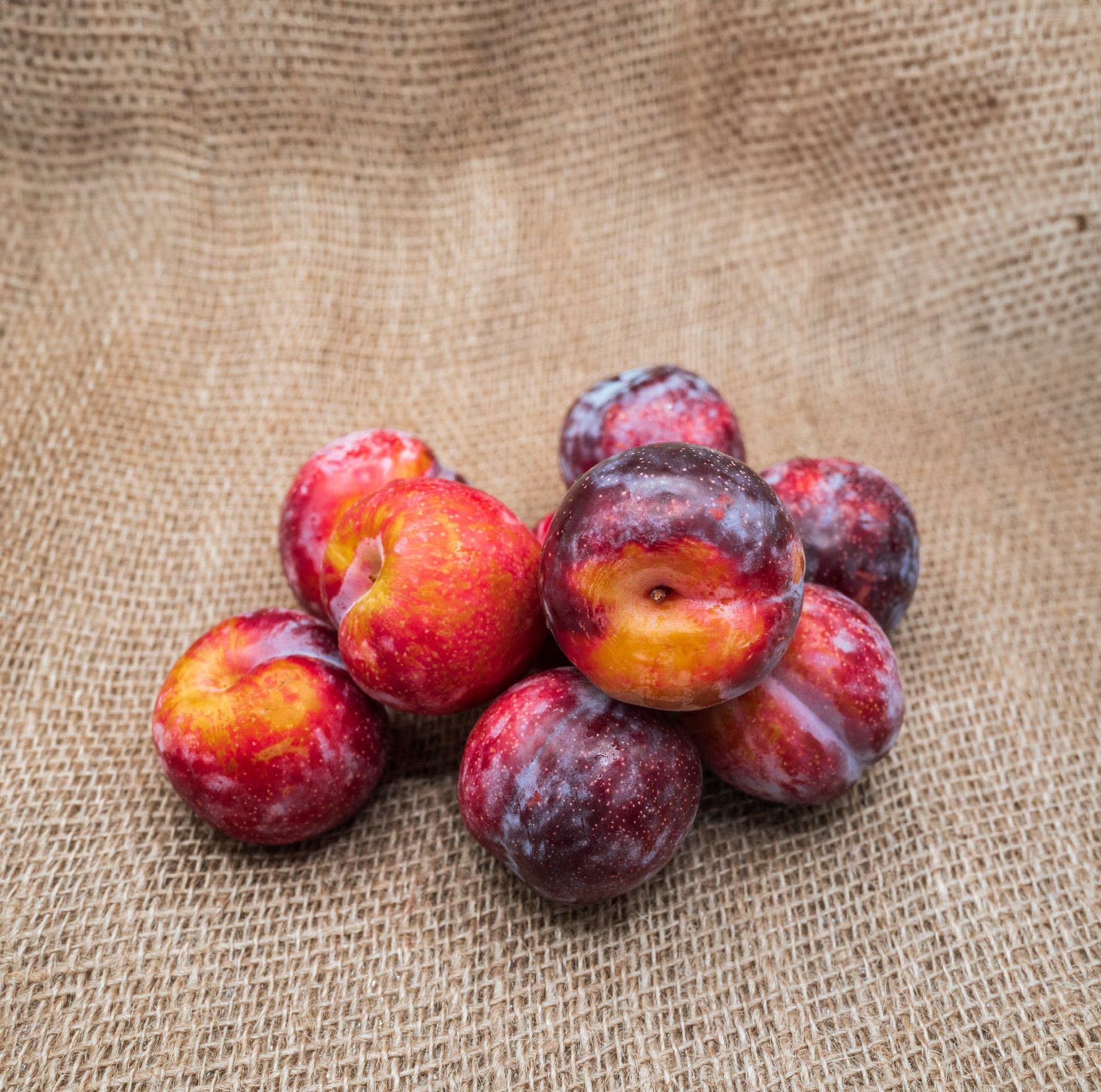 PYO Santa Rosa Plums