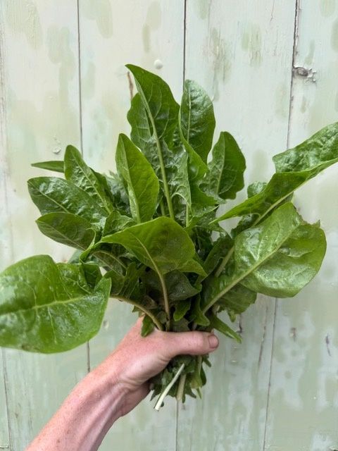 Image of Puntarelle alla Romana