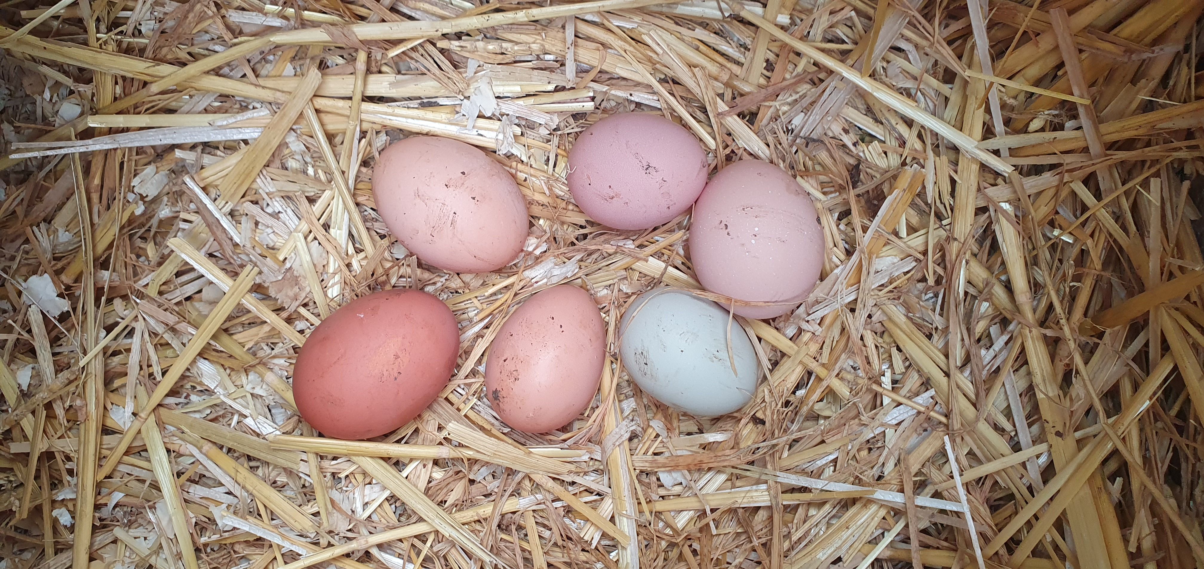Image of 6 Free Range Eggs from The Paddock