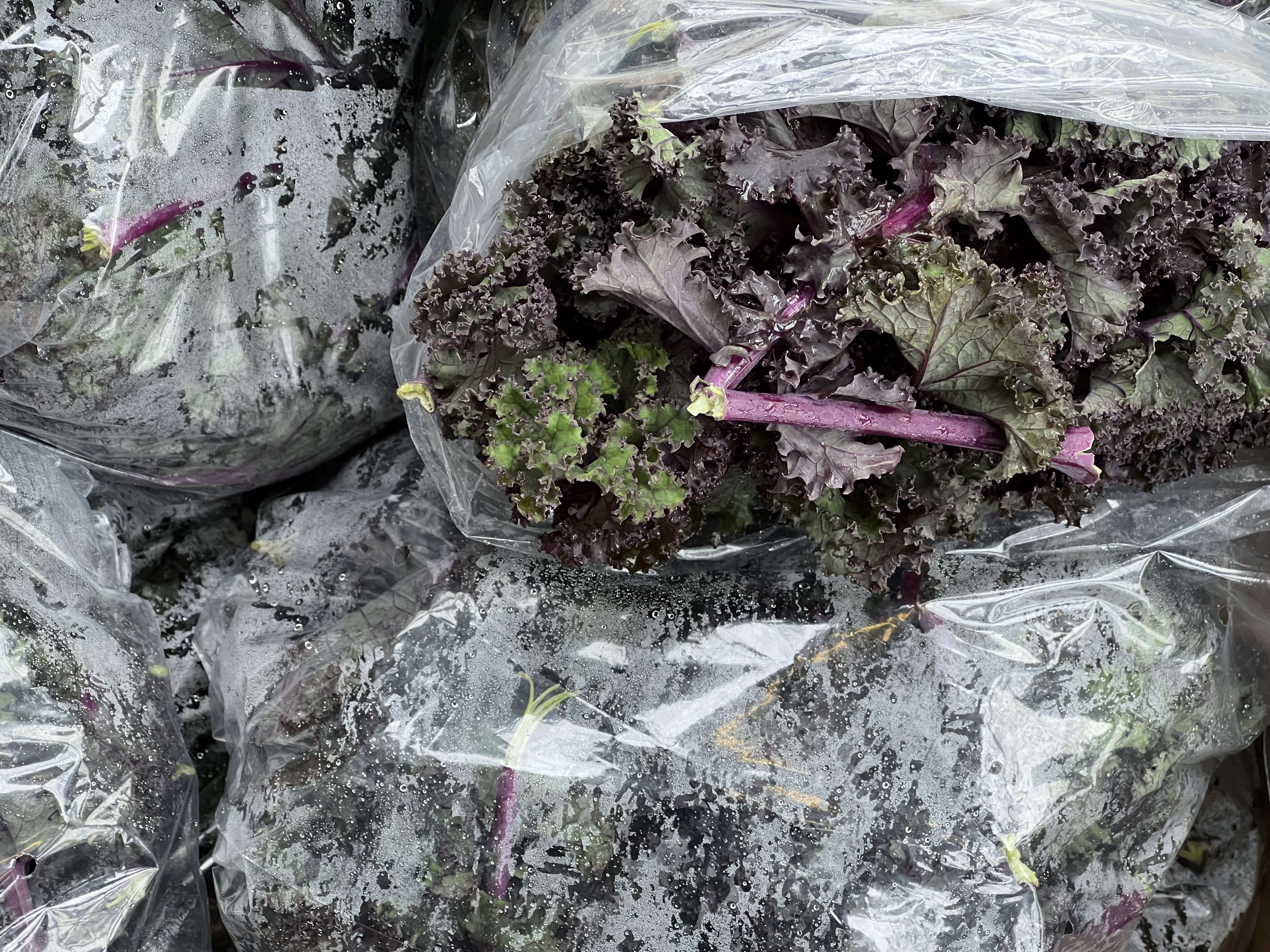 Kale - Purple