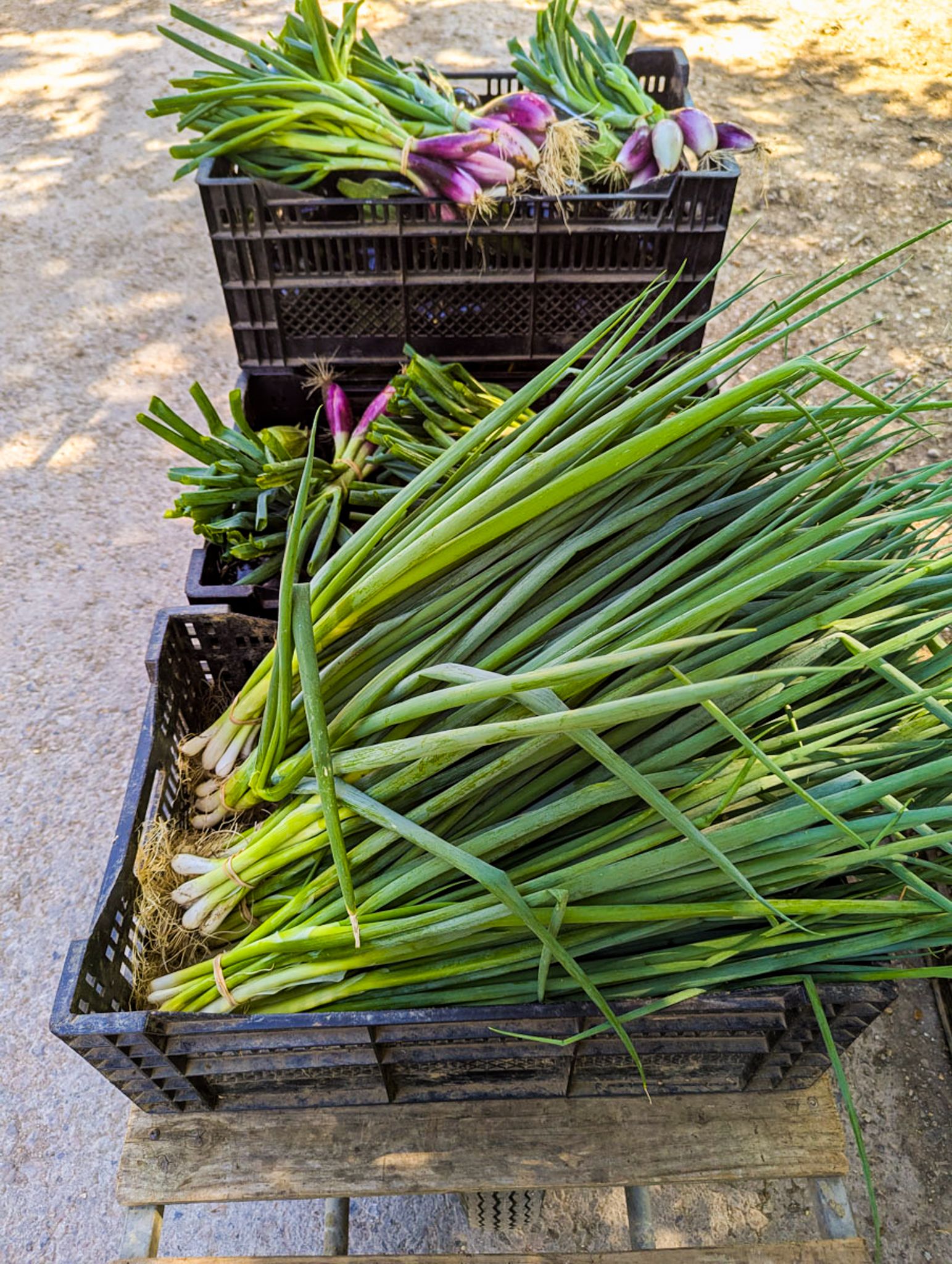 Image of 4 Ways With Our Spring Onions