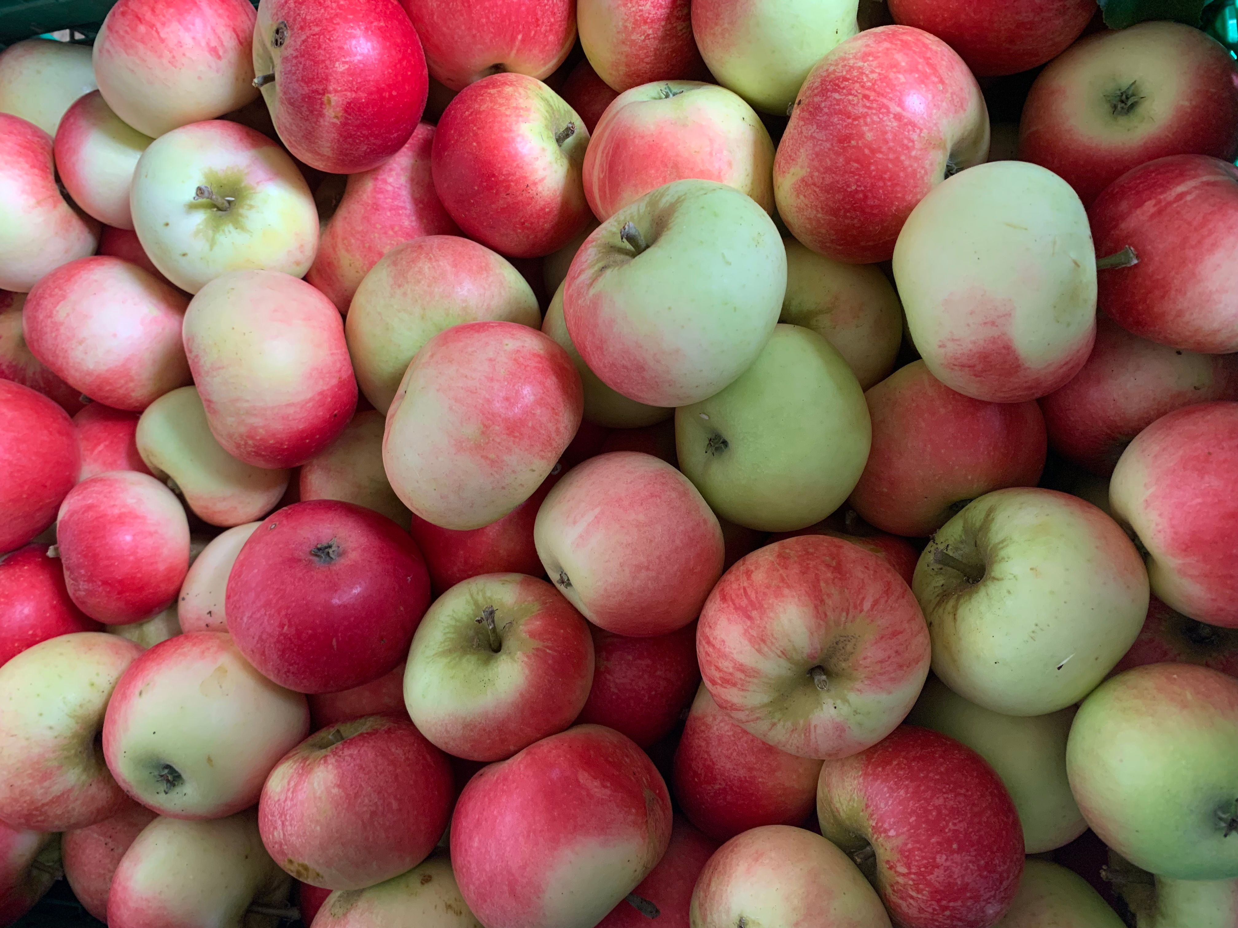 Fruit