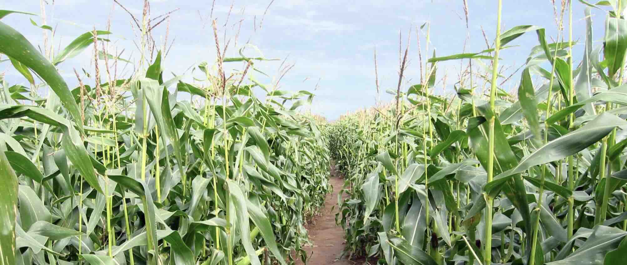 Image of Sweetcorn