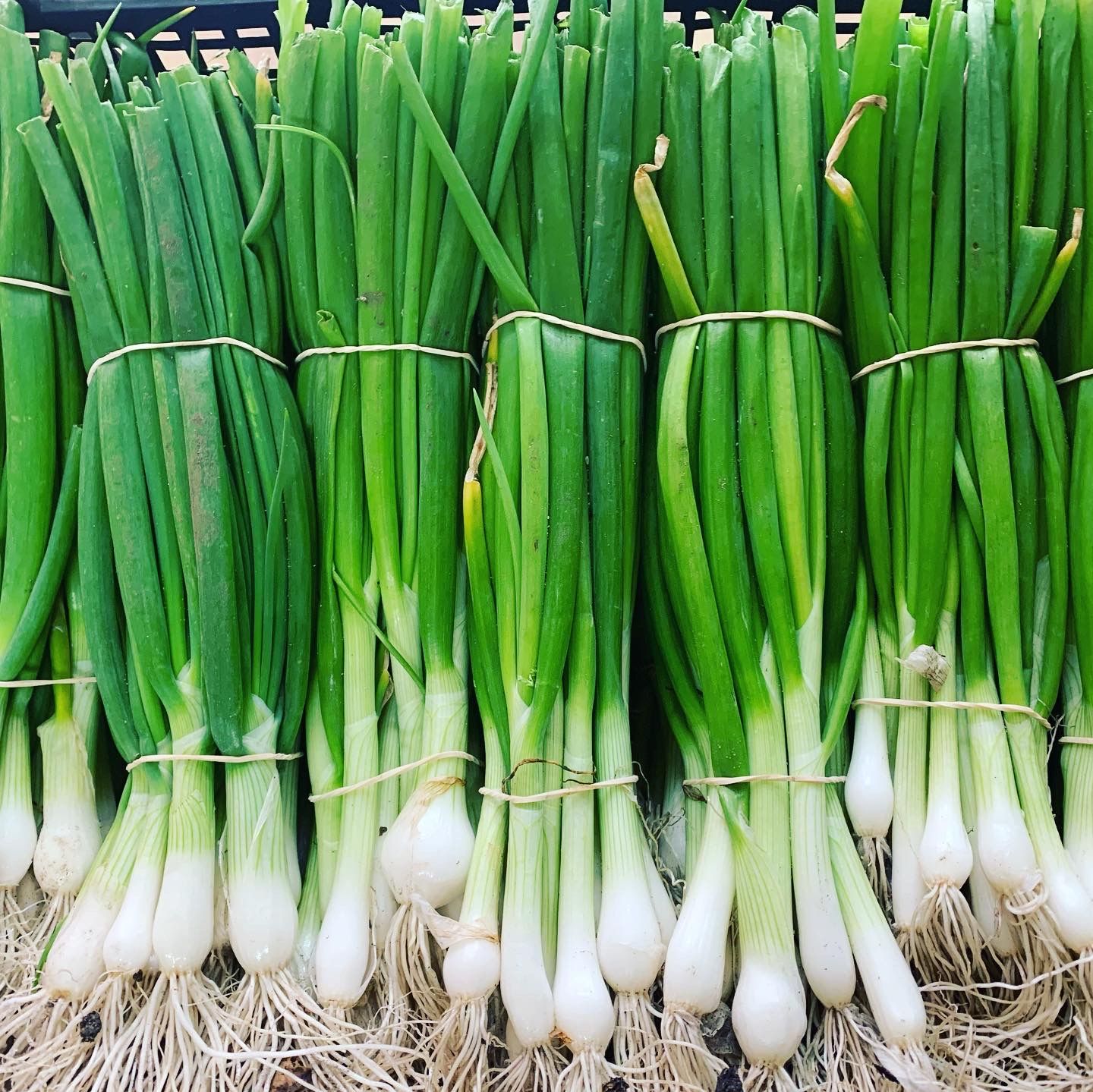 Spring Onions