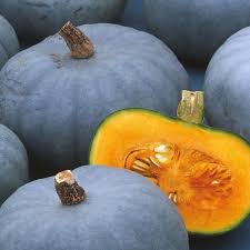 PYO Squash - Crown Prince