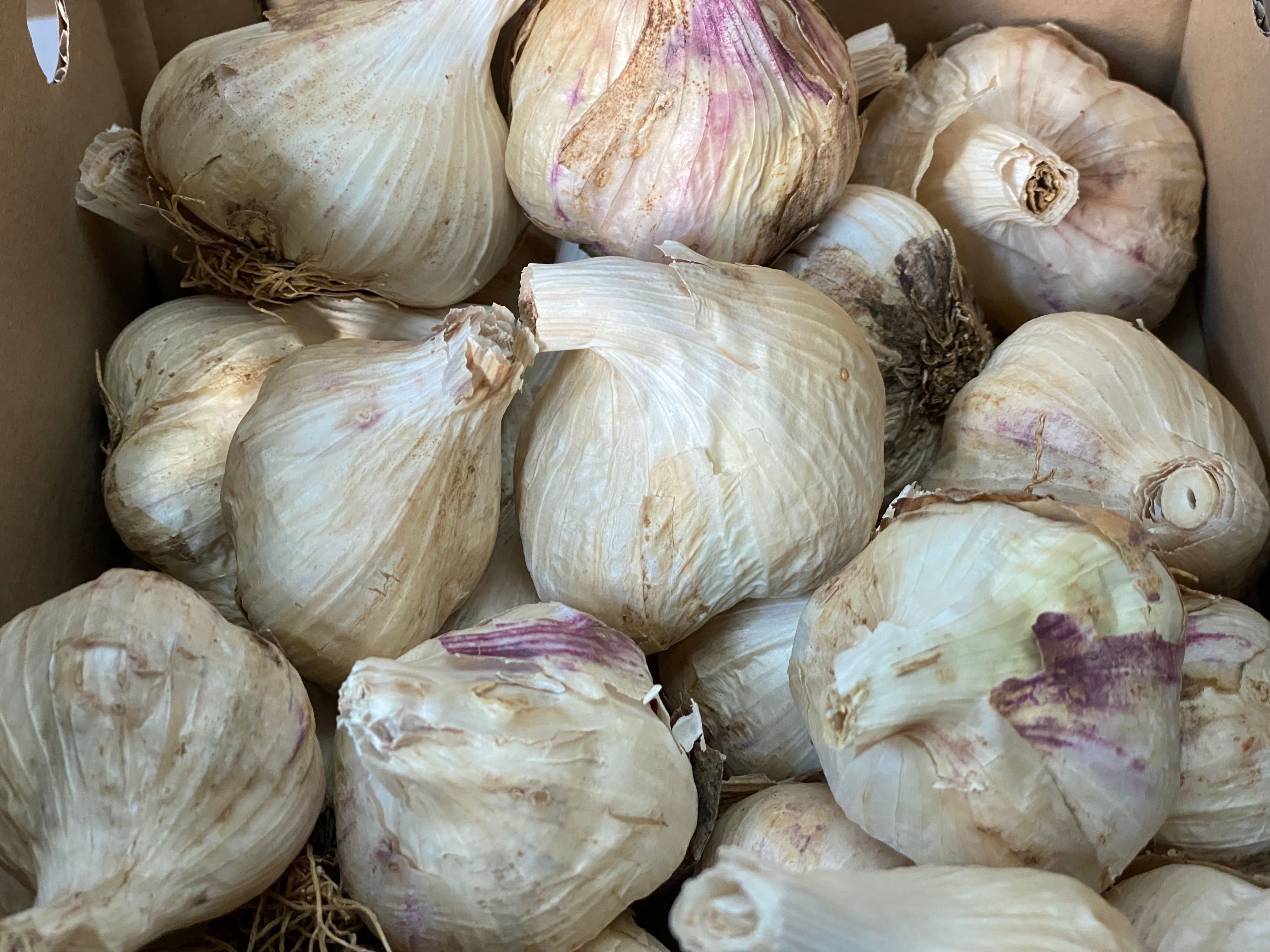 Garlic, Isle of Wight 
