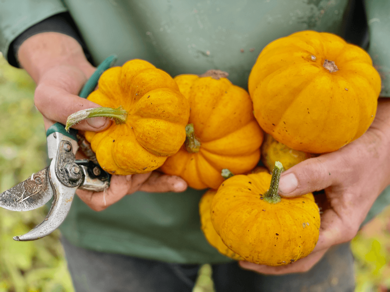 Image of Sandy Lane Farm