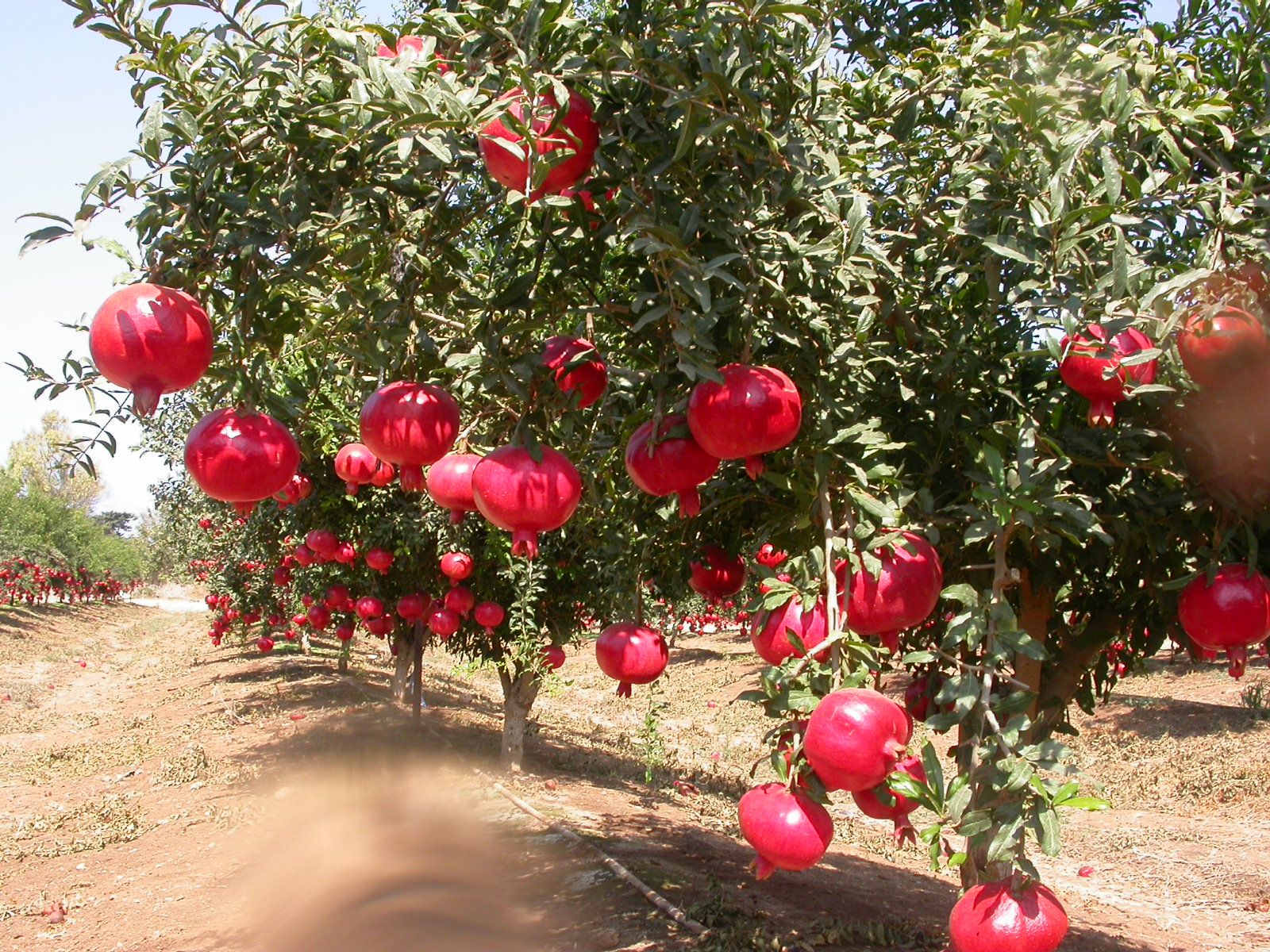 Image of Pomegranate