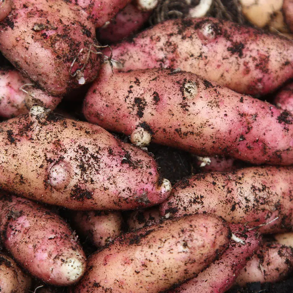 Image of Buston Farms Pink Fir Potato grown in Northumberland: 5kg (Pre-order Product)