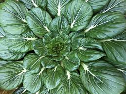 PYO Tatsoi