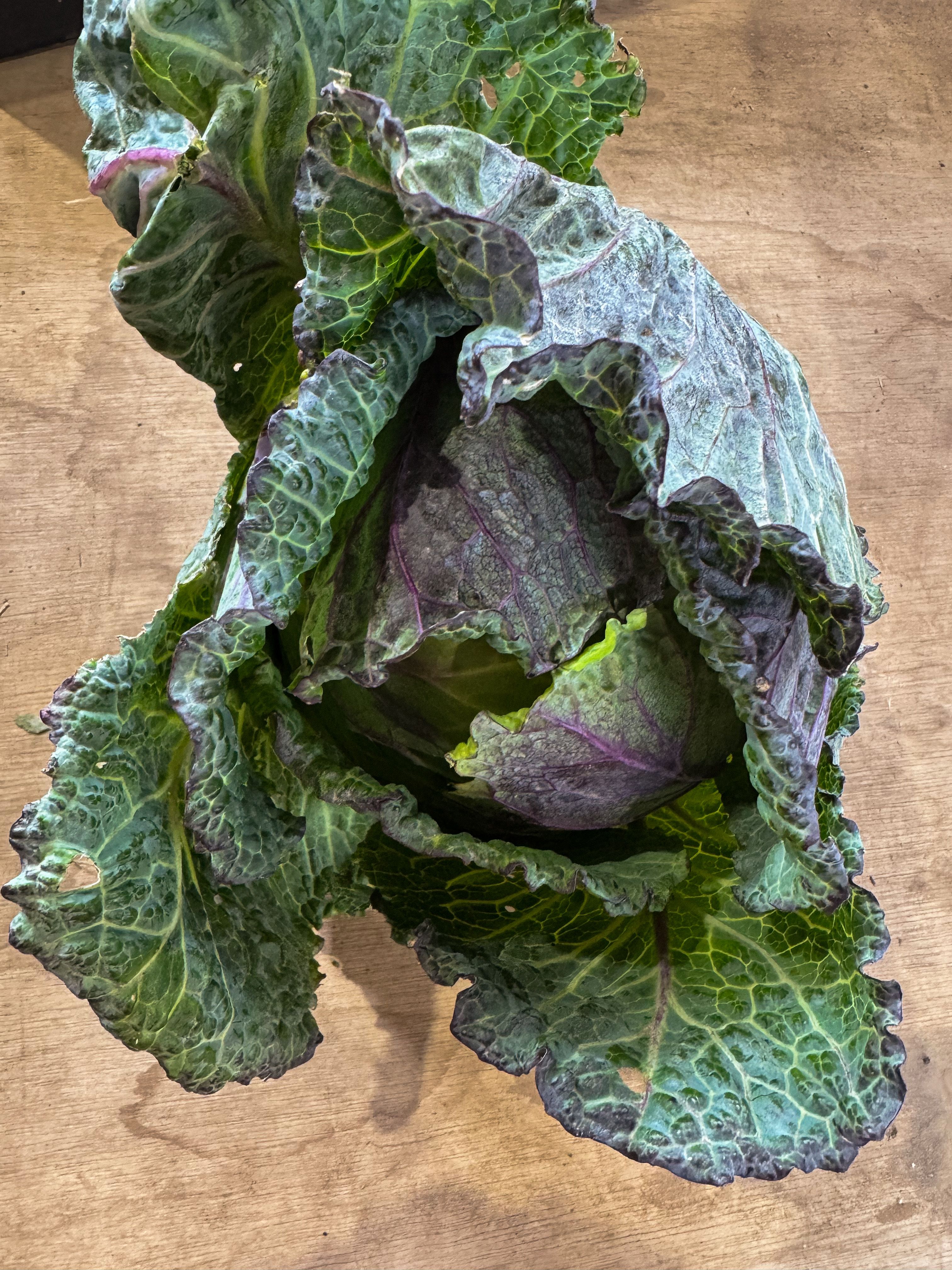 Cabbage January king