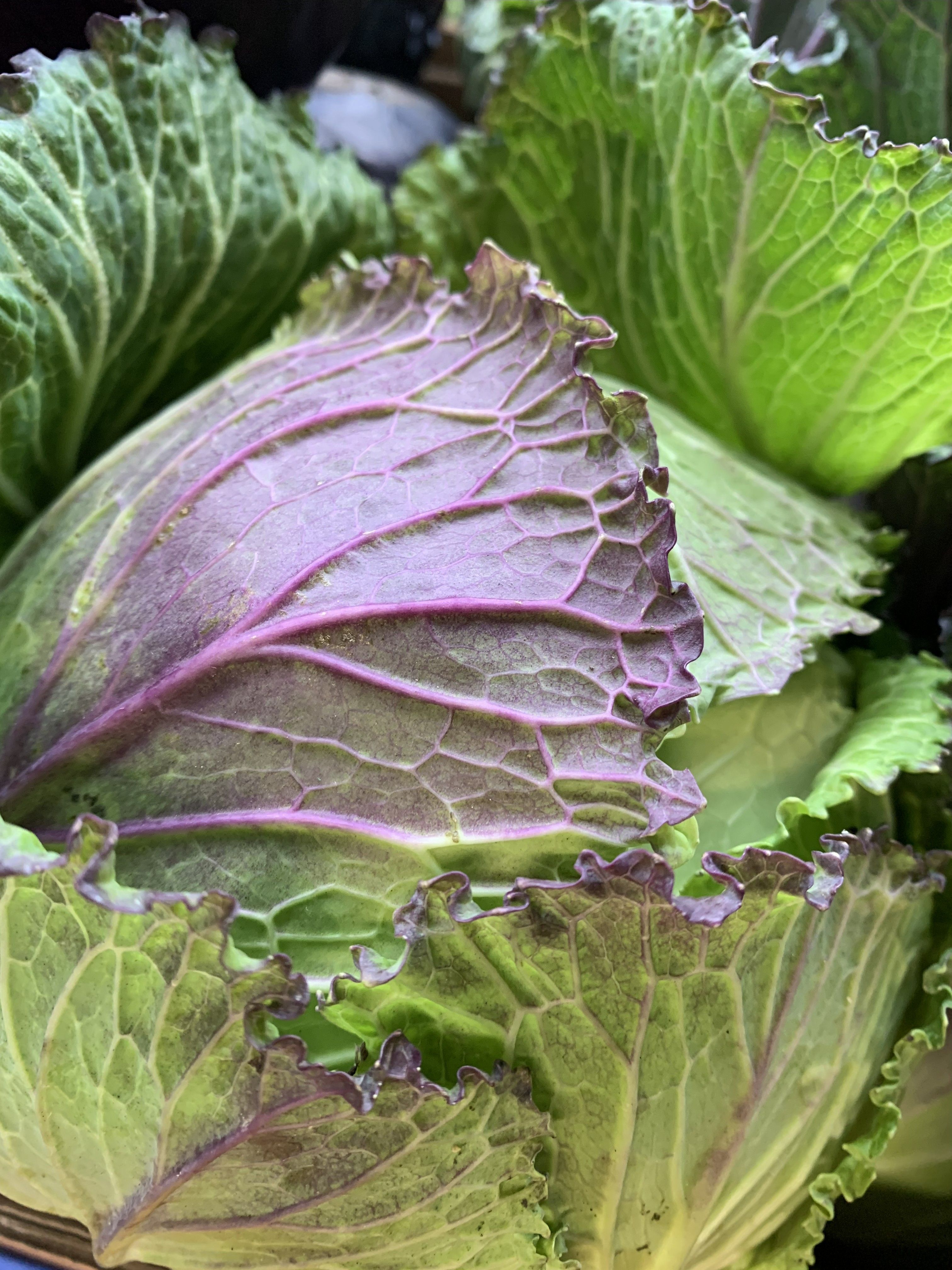 January King Cabbage
