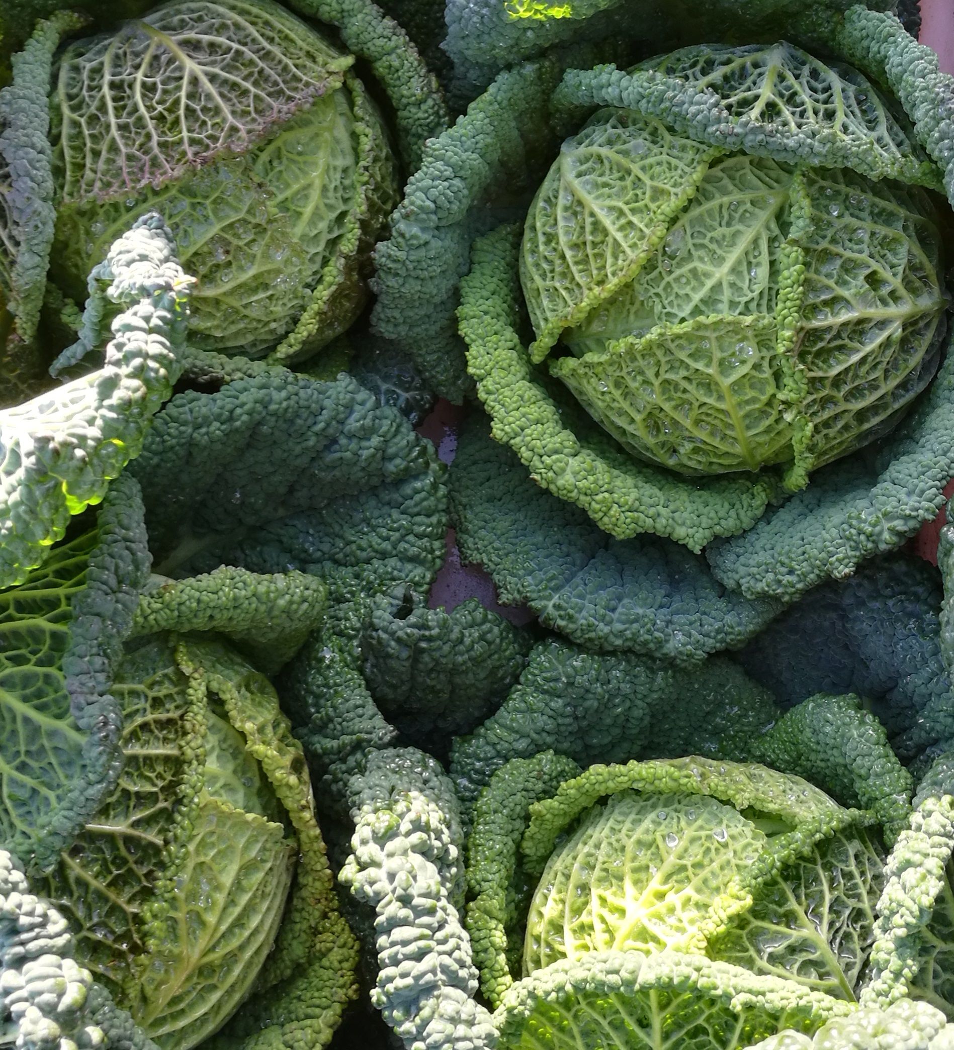 Image of Cabbage 7 Ways
