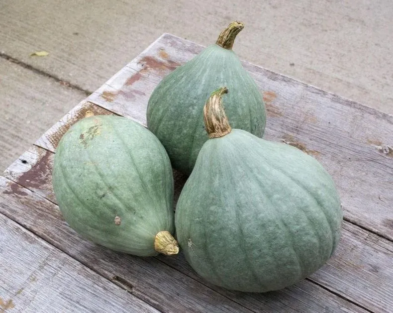 Organic Blue Ballet Squash (Lincolnshire)