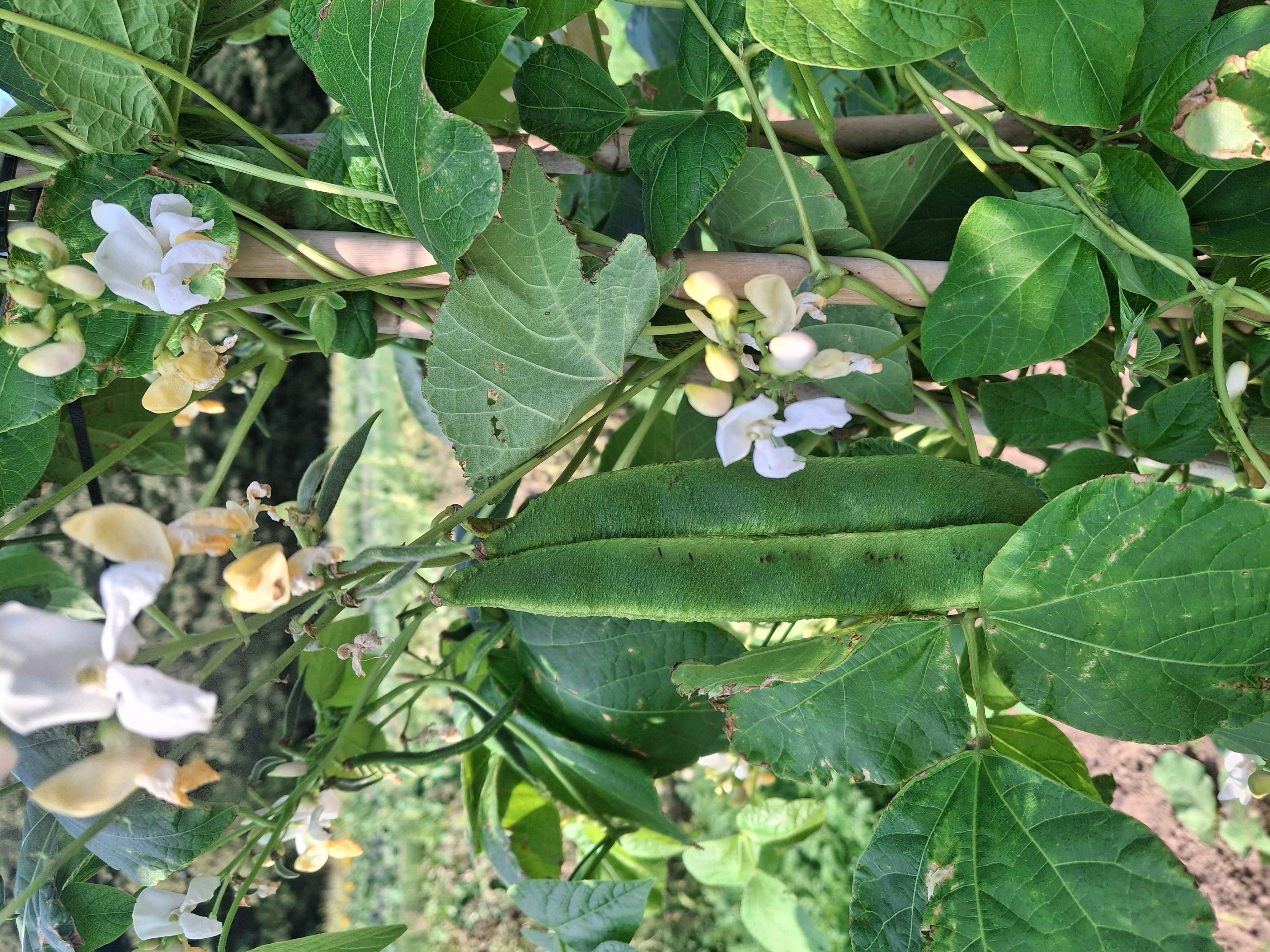 Ffa dringo / Runner beans