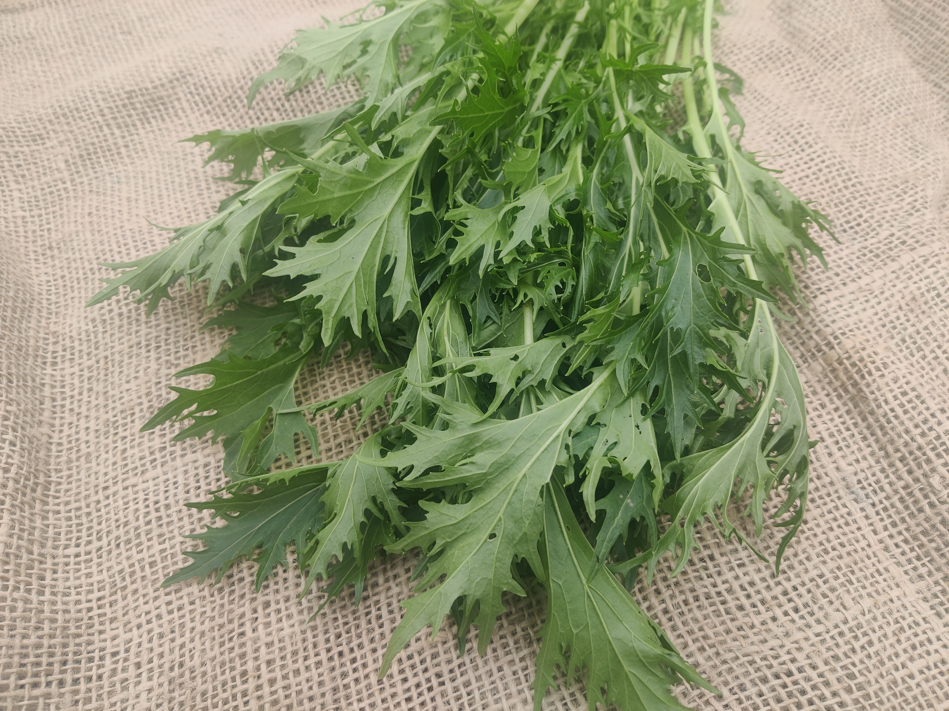 Mizuna (Forty Hall Farm)