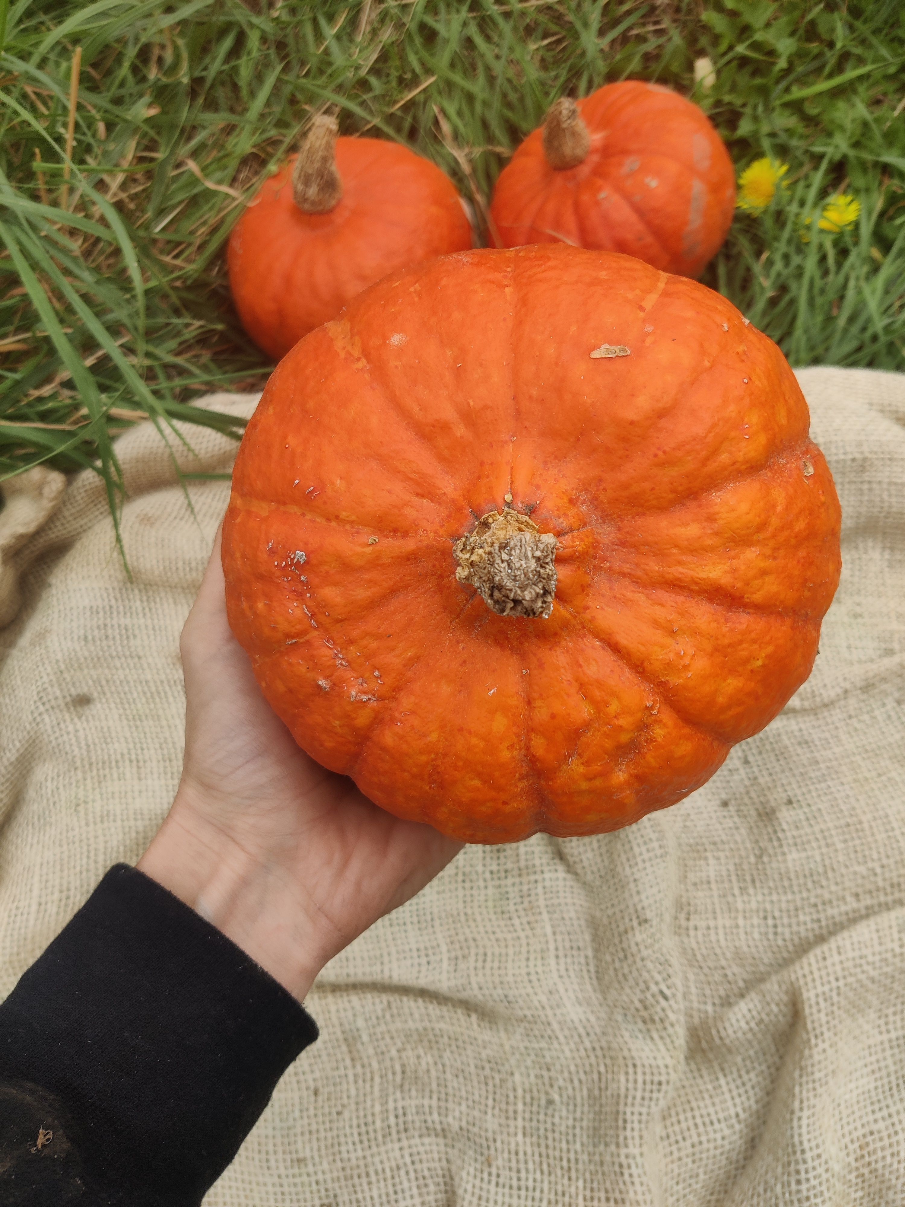 Squash 'Amoro'  (Forty Hall Farm)