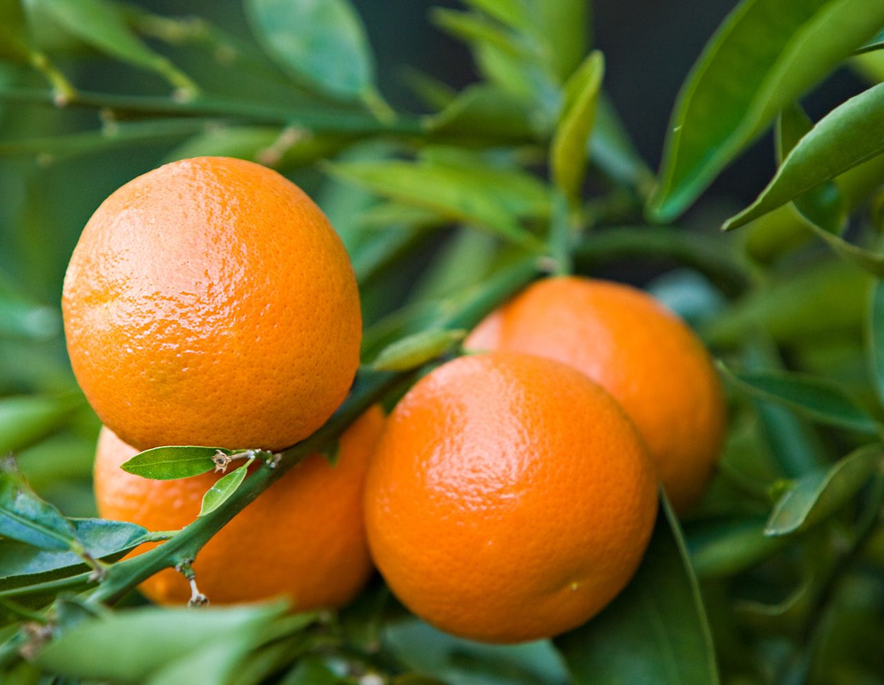 Clementines (500g)