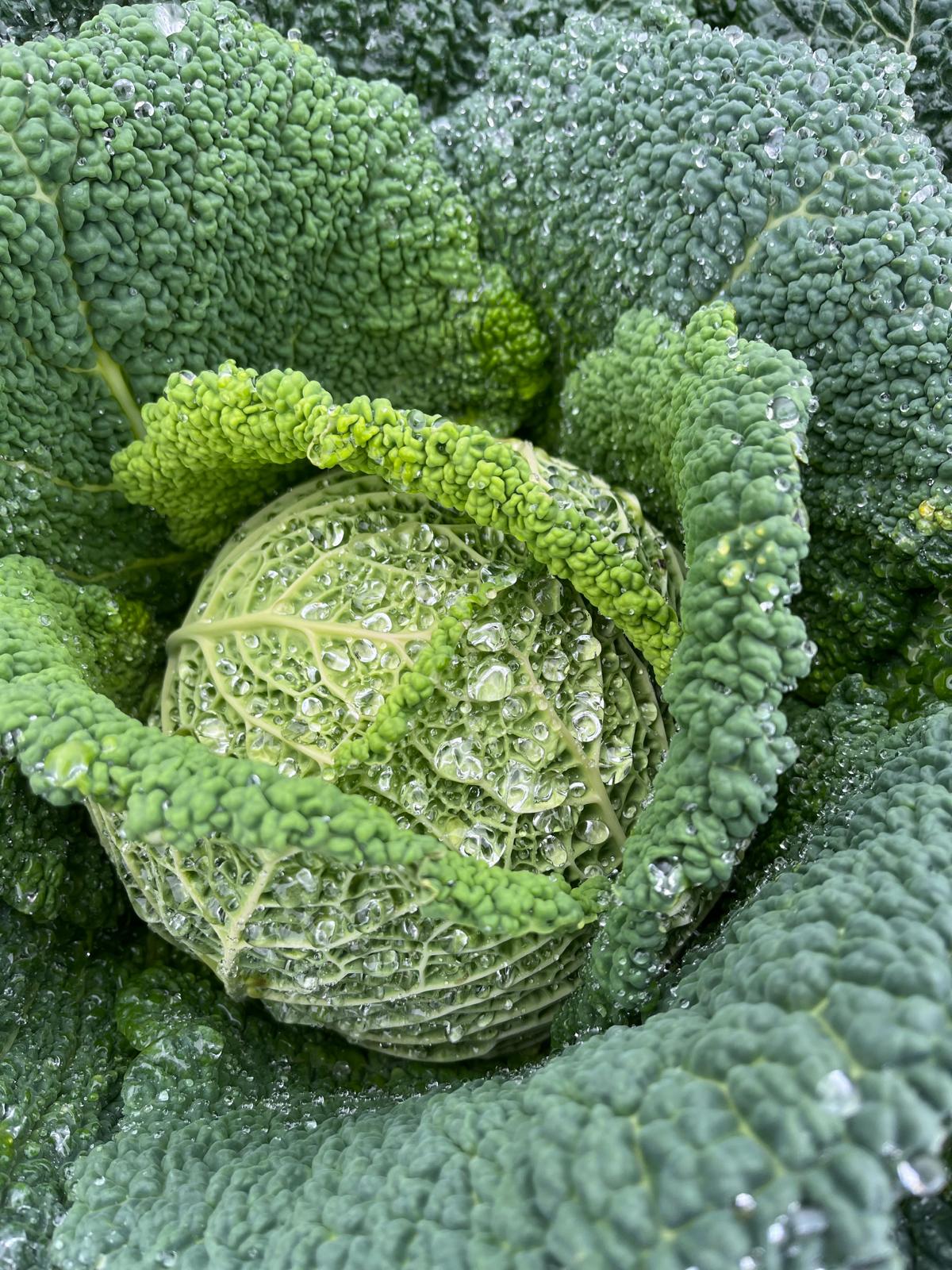 Image of 4 Ways With Our Savoy Cabbage