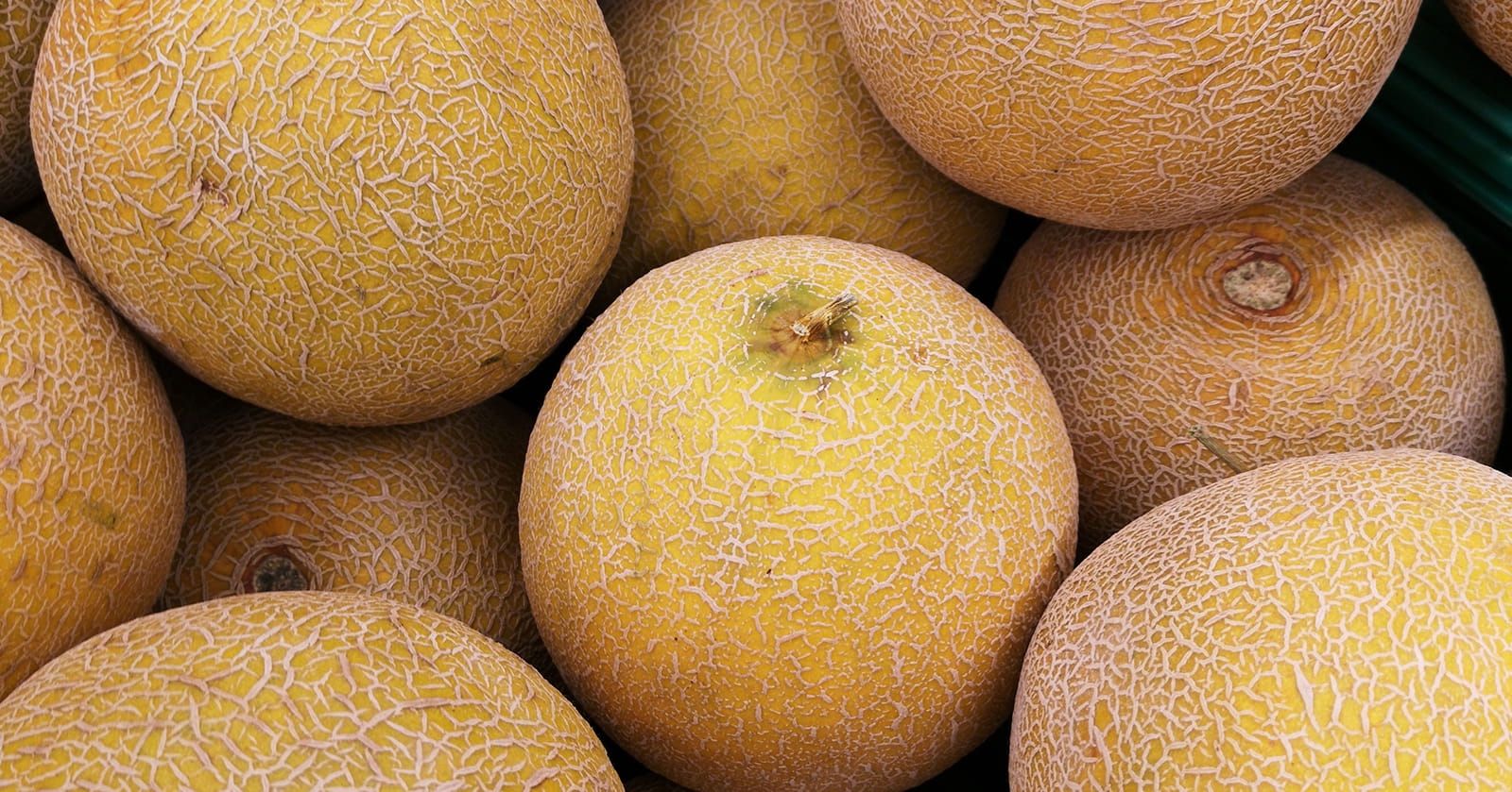 Image of Melon, Galia