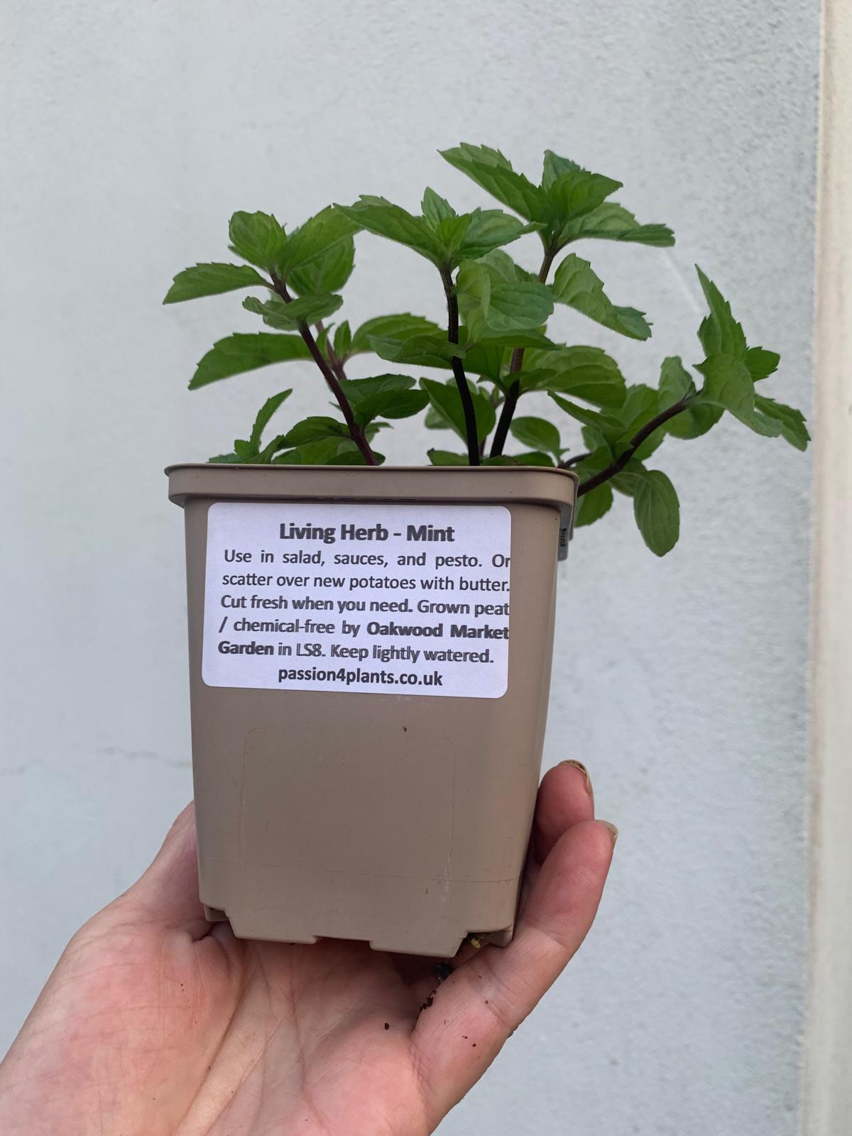 Living Herb - Mint P4P