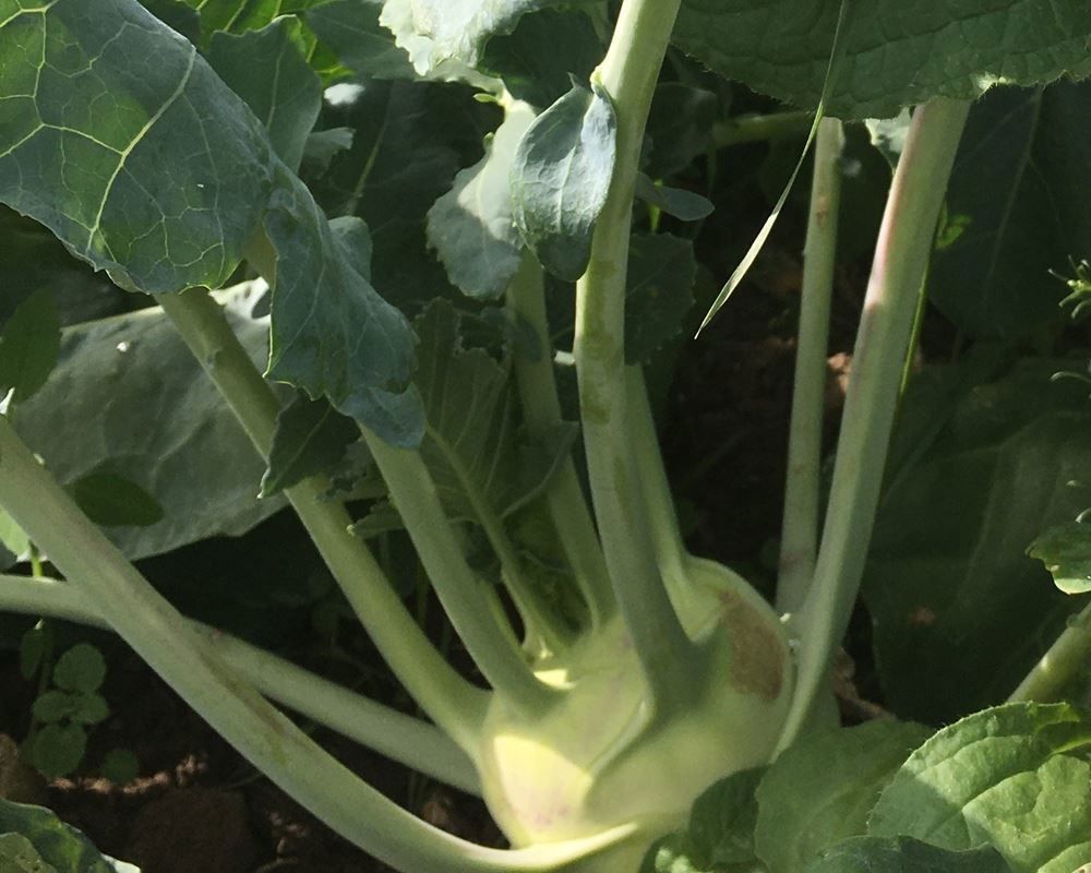 Image of Kohl Rabi