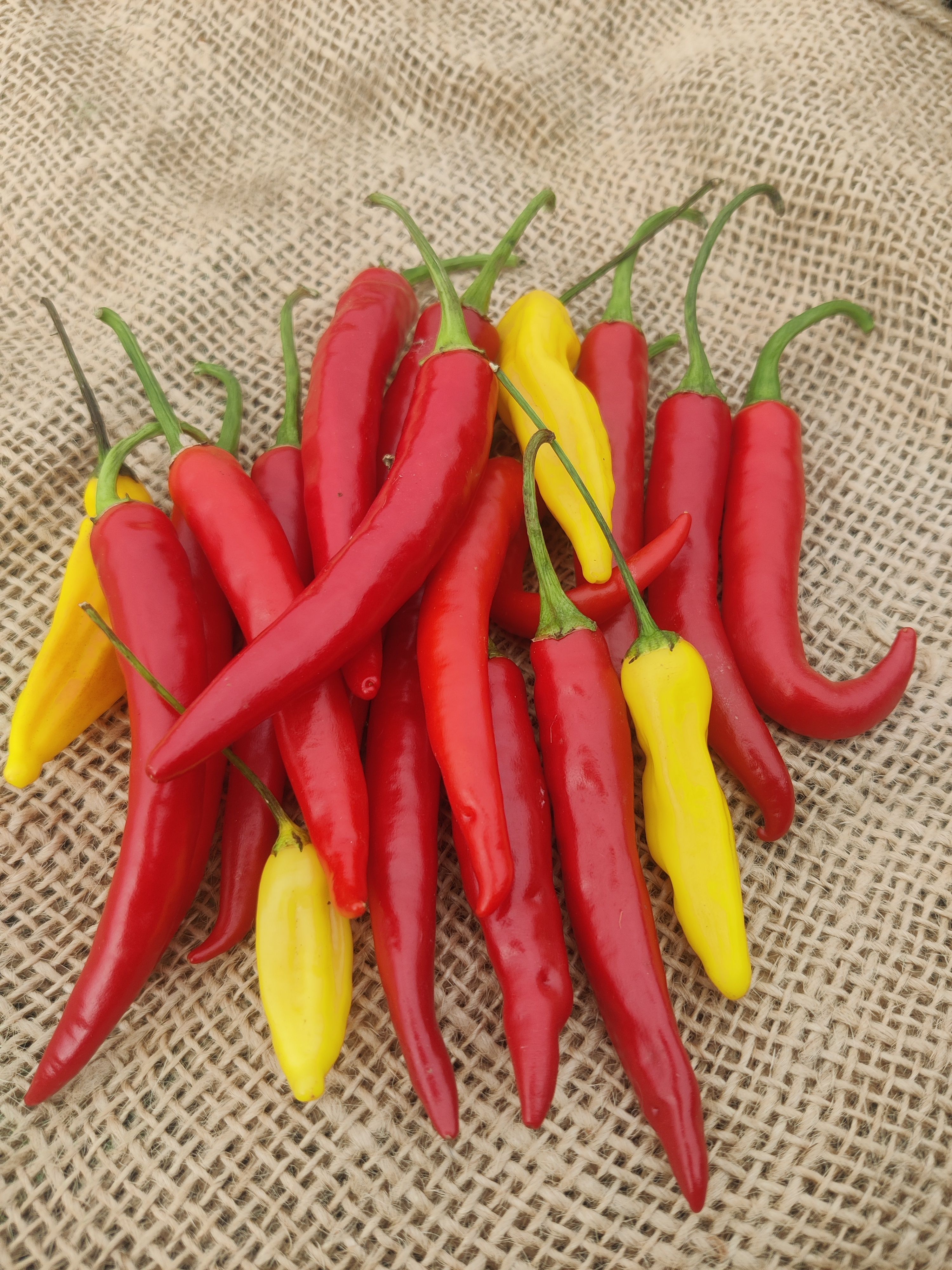Image of Chillies, hot (Forty Hall Farm)