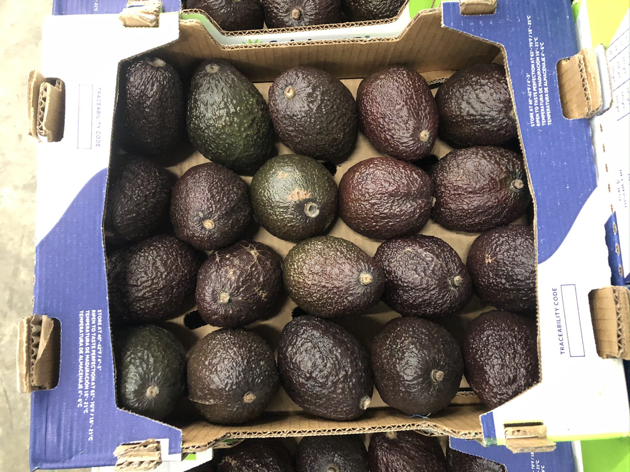 Avocado
