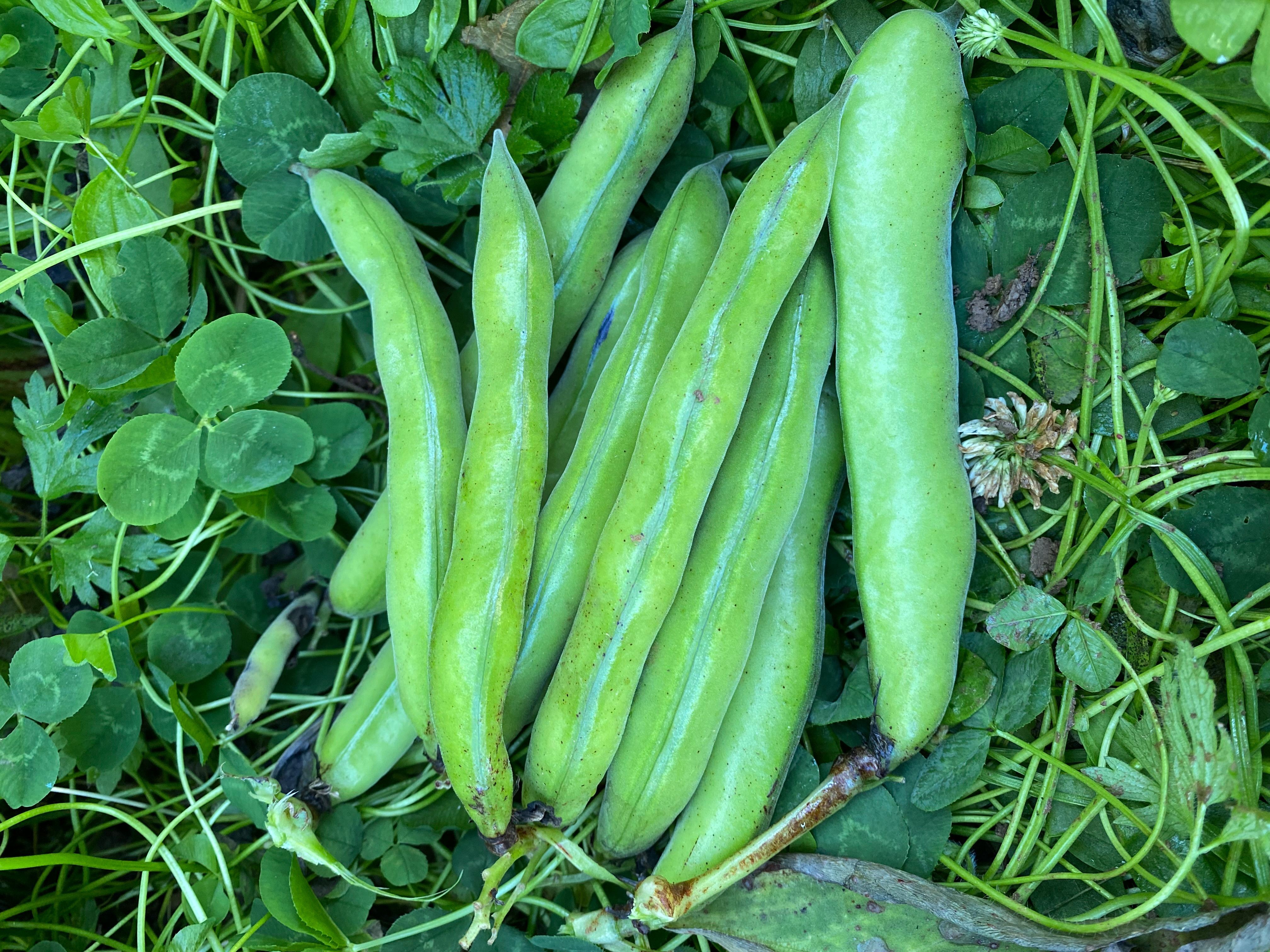 Image of Broad Beans (500g)