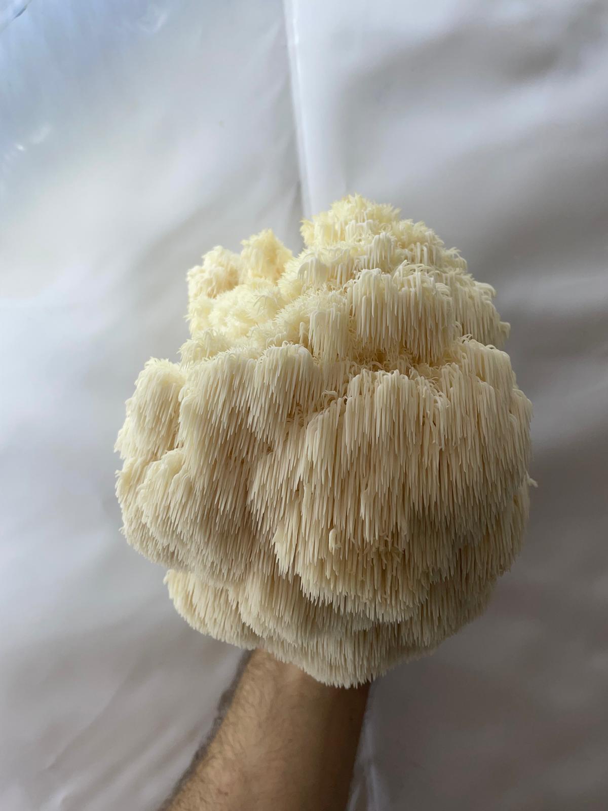 Mushrooms - Lions Mane 500g