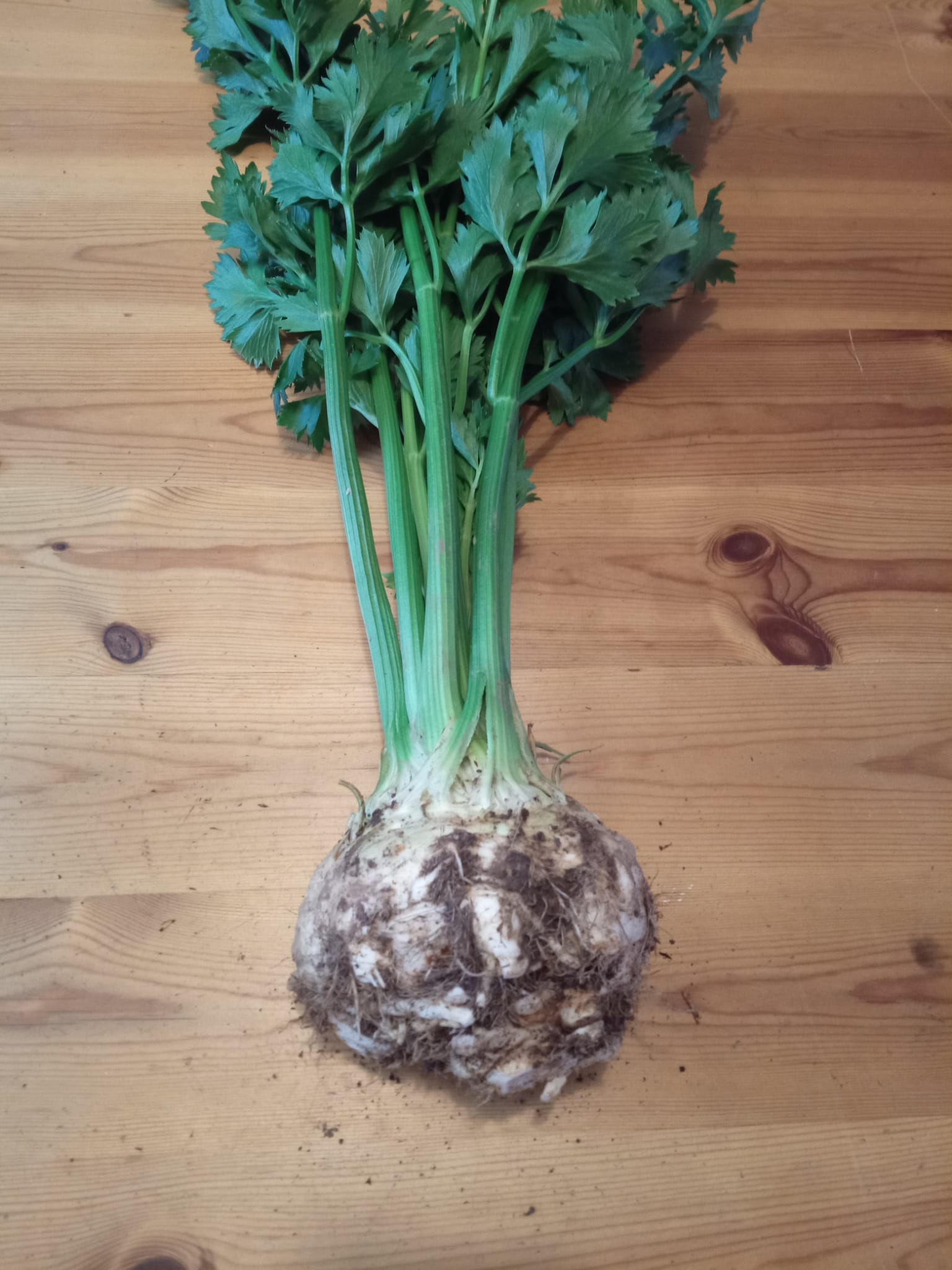 Seleriac / Celeriac