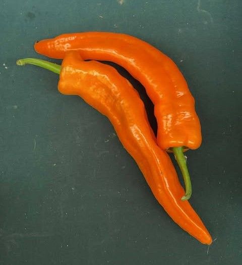 Sweet Orange Pepper