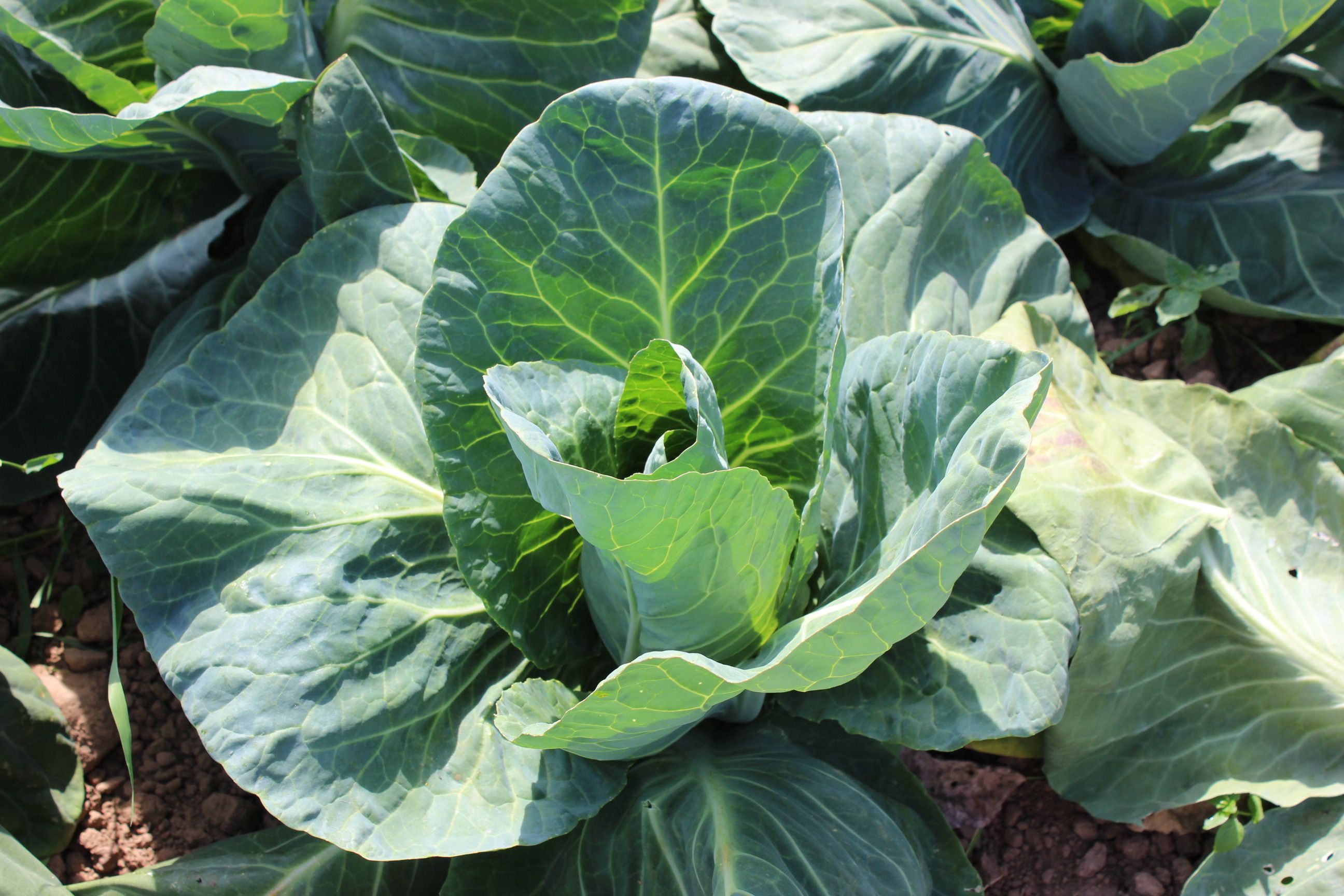 Image of Spring greens