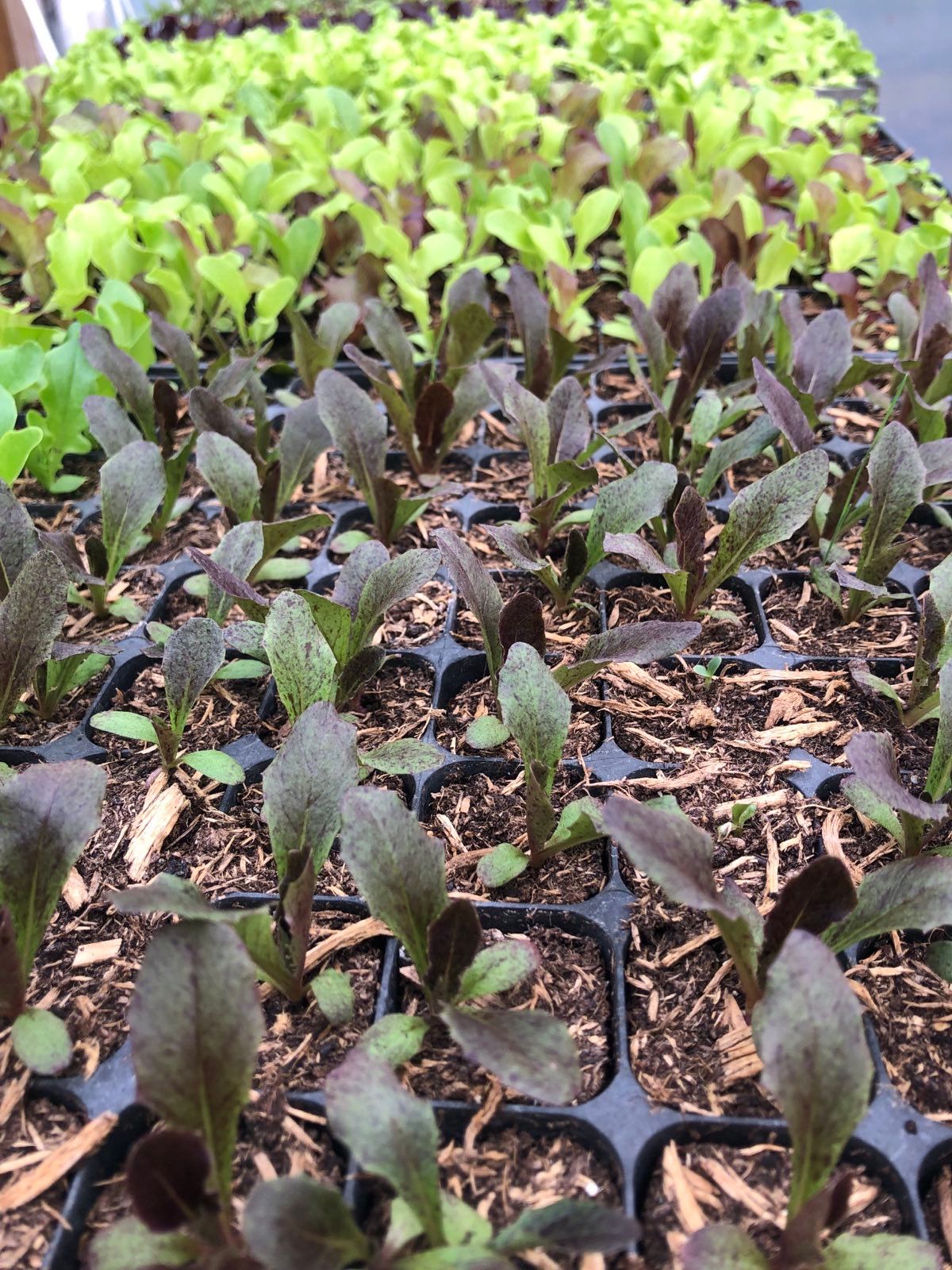 Image of How to order