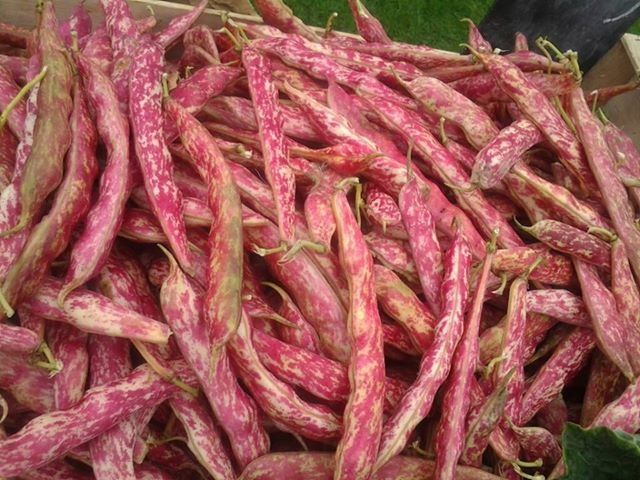 Image of Borlotti Beans