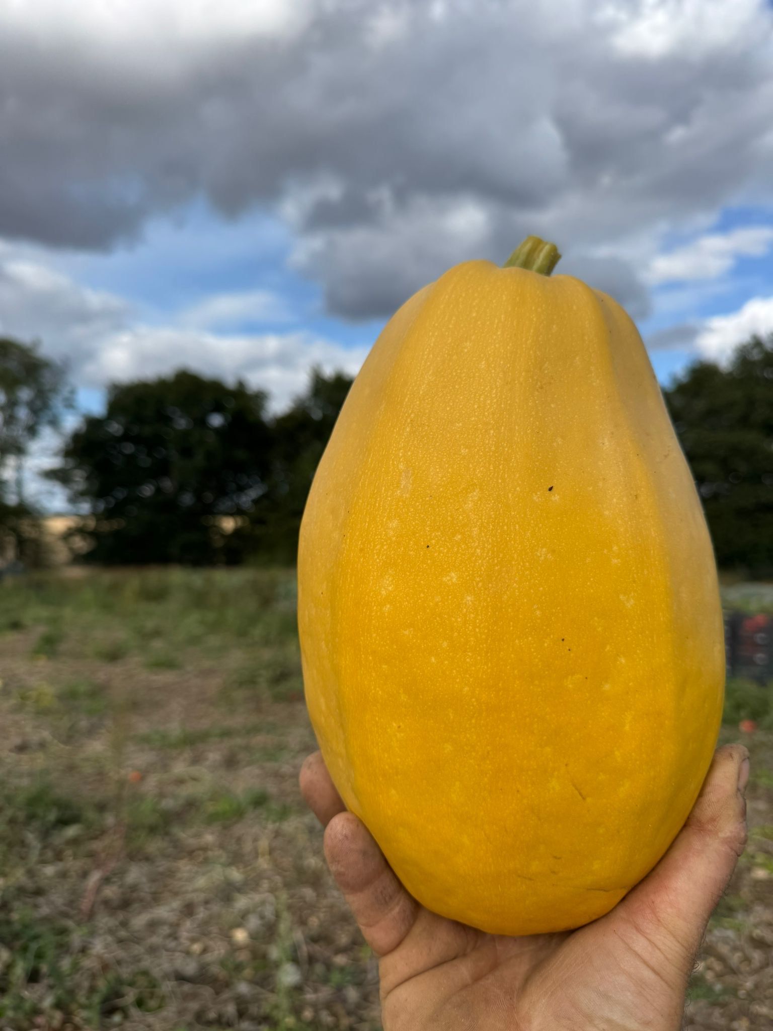 Image of Spaghetti Squash