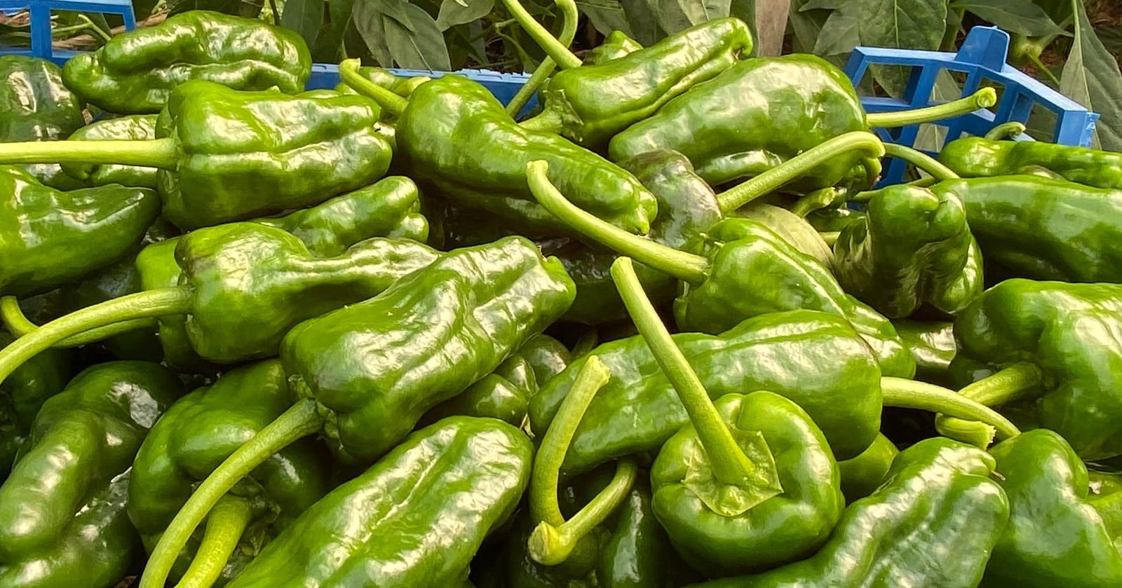 Image of Padron Peppers (150g)