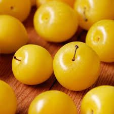 PYO Yellow Sungold Plums
