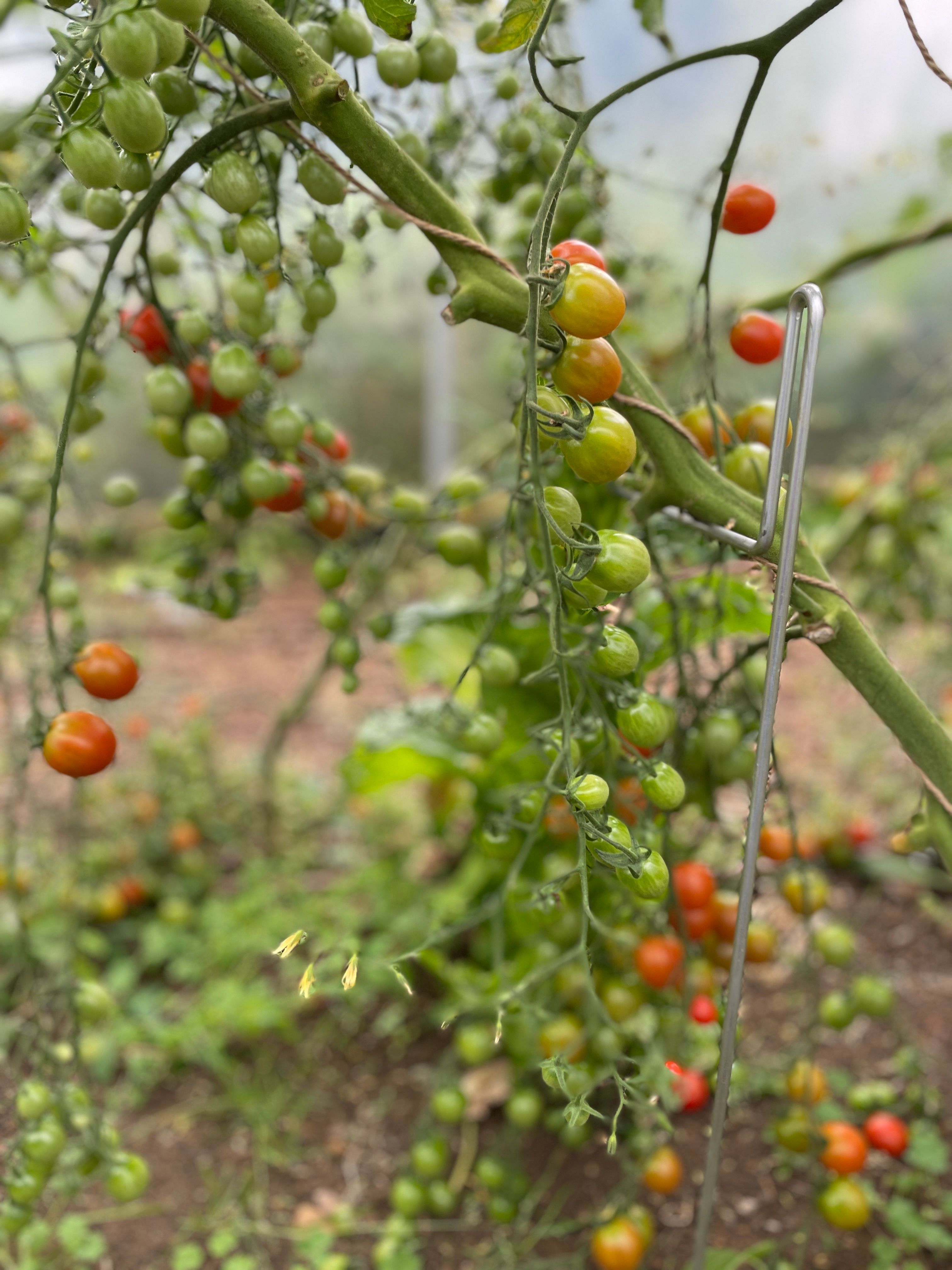 Image of Green Cherry Tomatoes