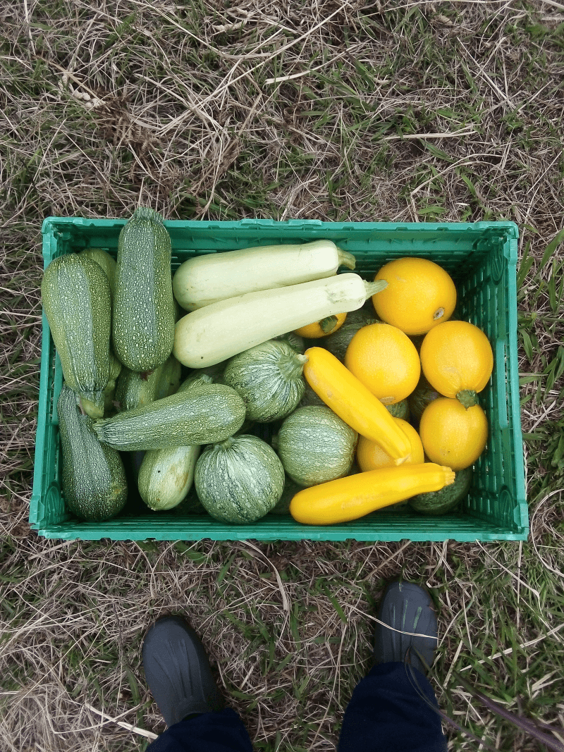 Courgettes - Mixed - P4P