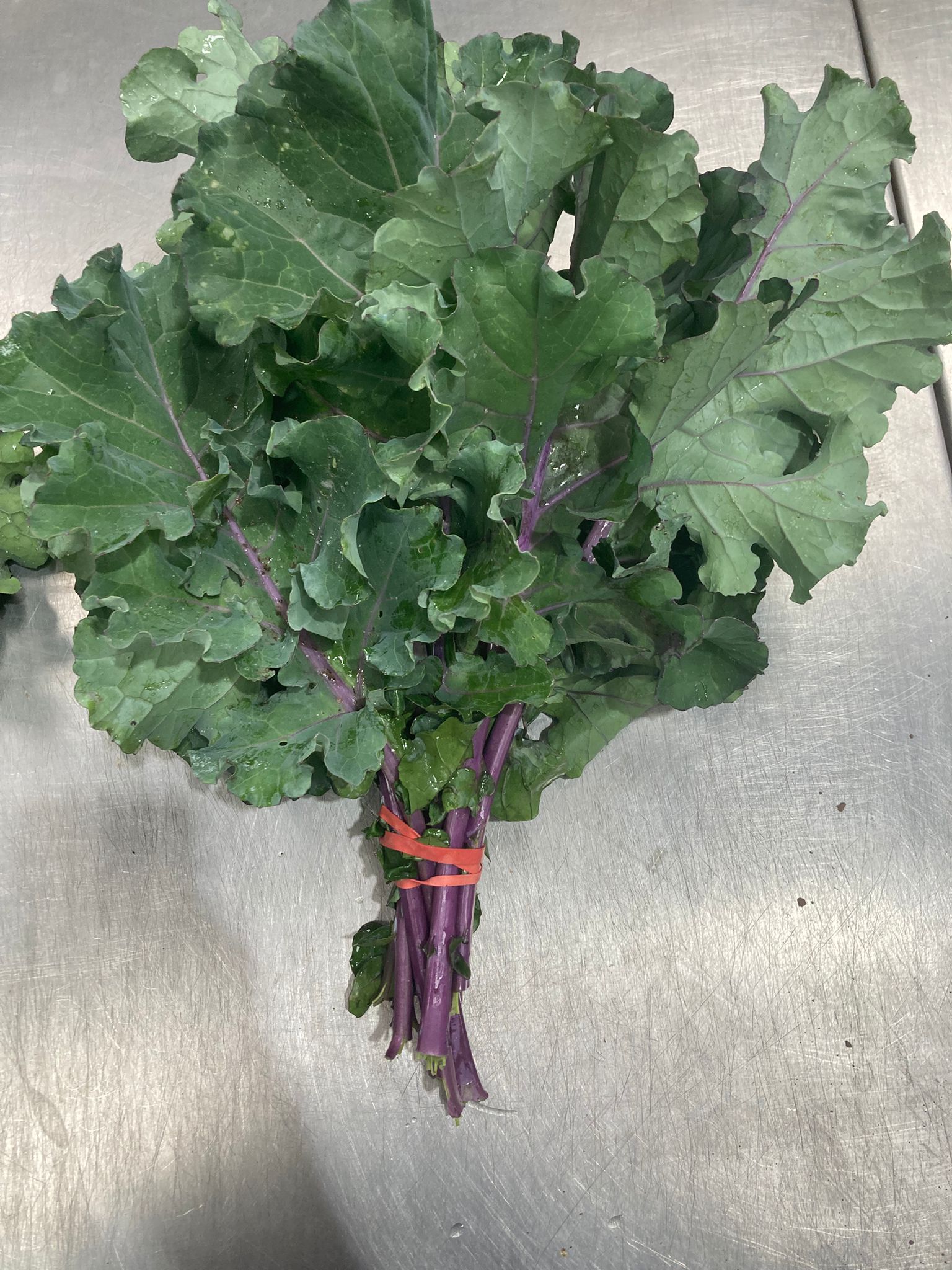 Kale 'Purple Delight' (300g)