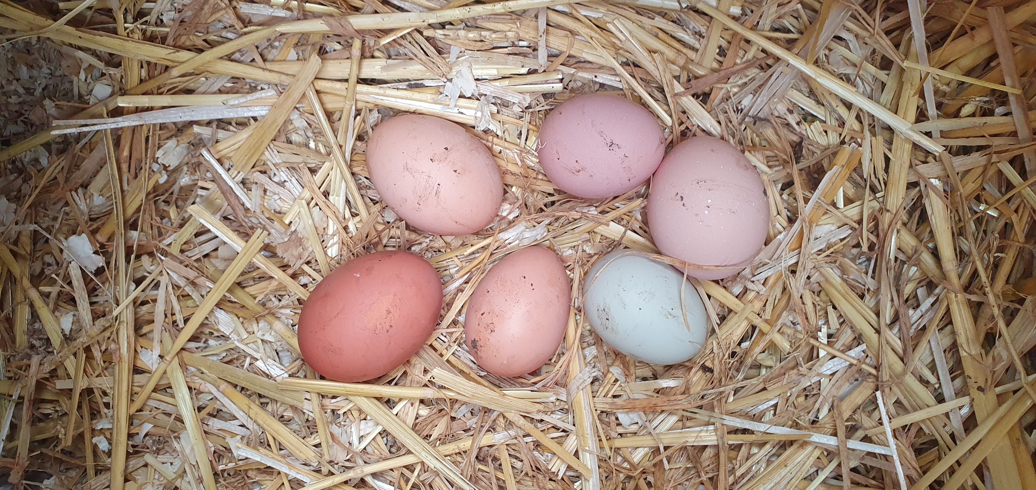 Image of Fresh Free Range Eggs
