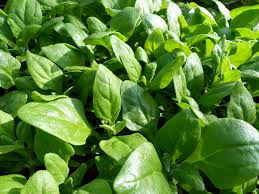 Image of New Zealand Spinach