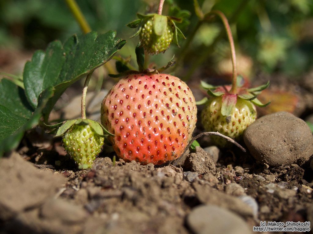 Image of Strawberries (250g)