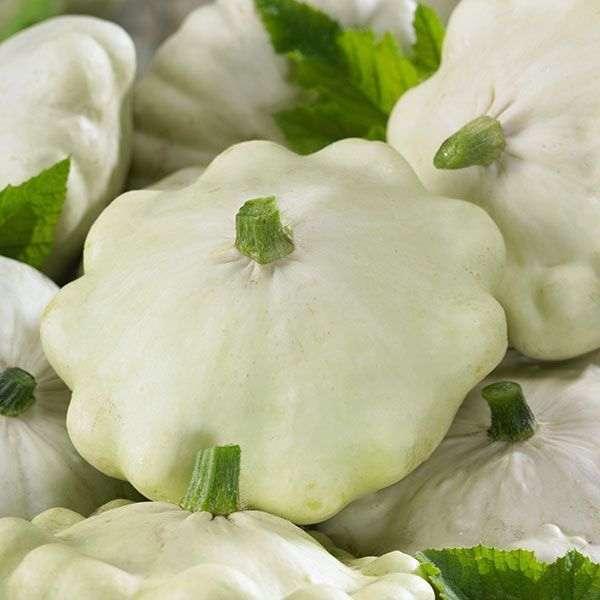 Squash - Patty Pan Custard White - P4P